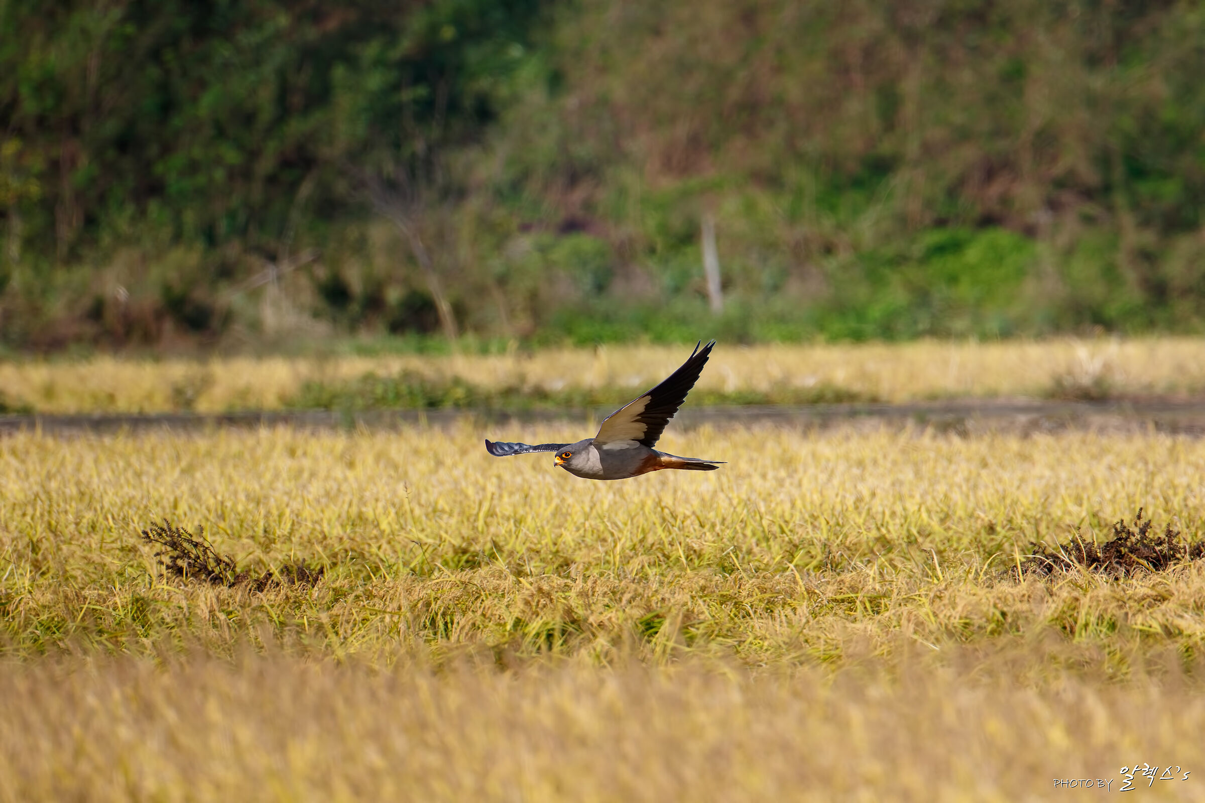 falco dai piedi rossi