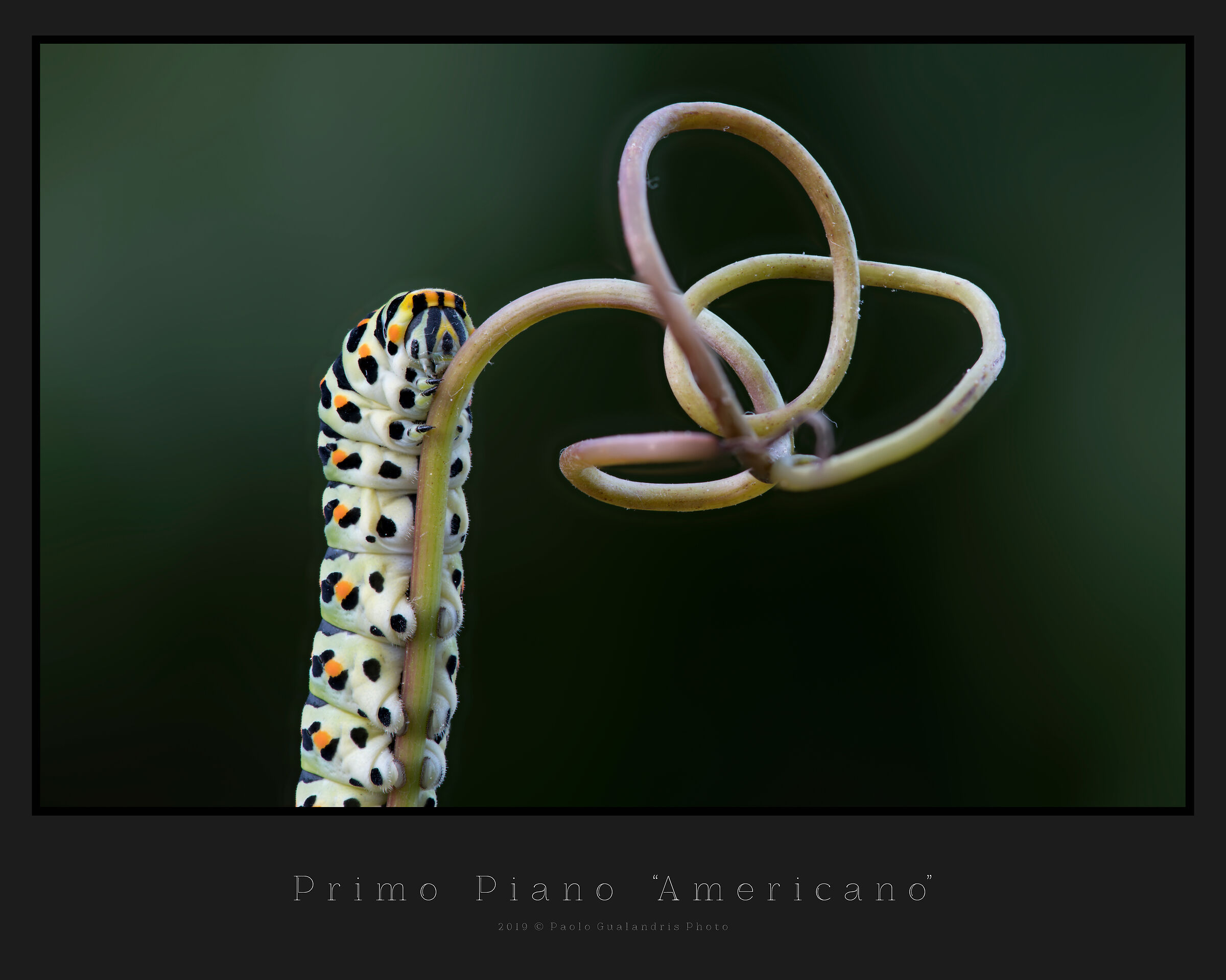 Primo Piano "Americano"