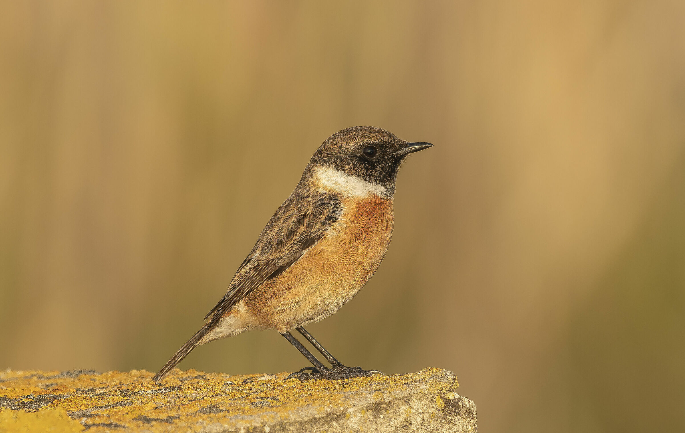 Saltimpalo-Saxicola torquatus