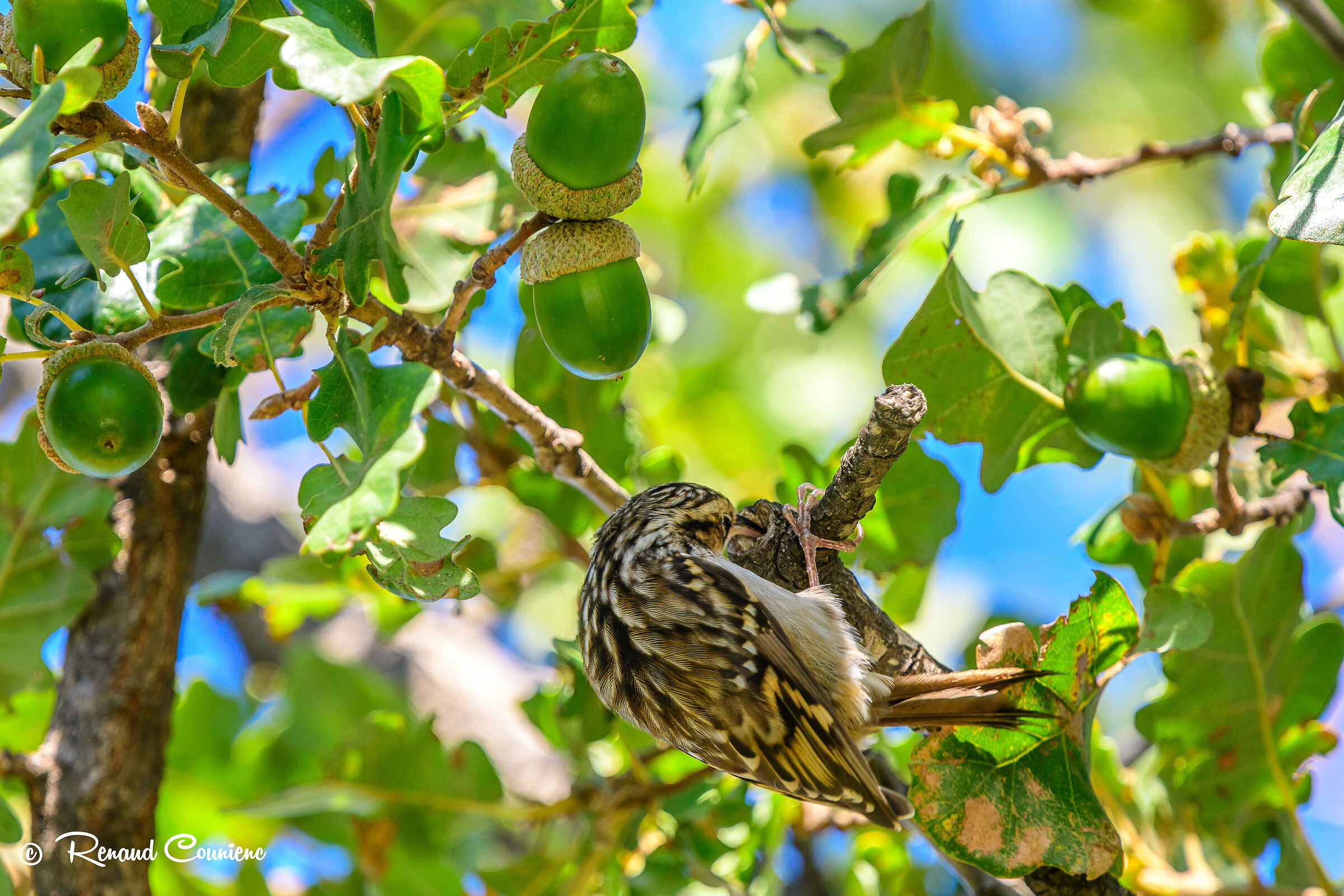 Alpestre di Rampichino