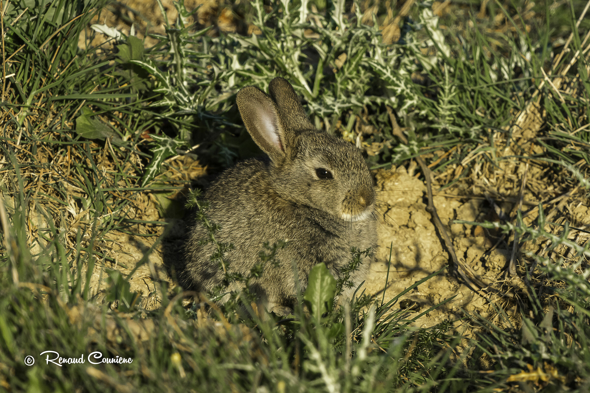 Approaching slowly, I could almost touch him.