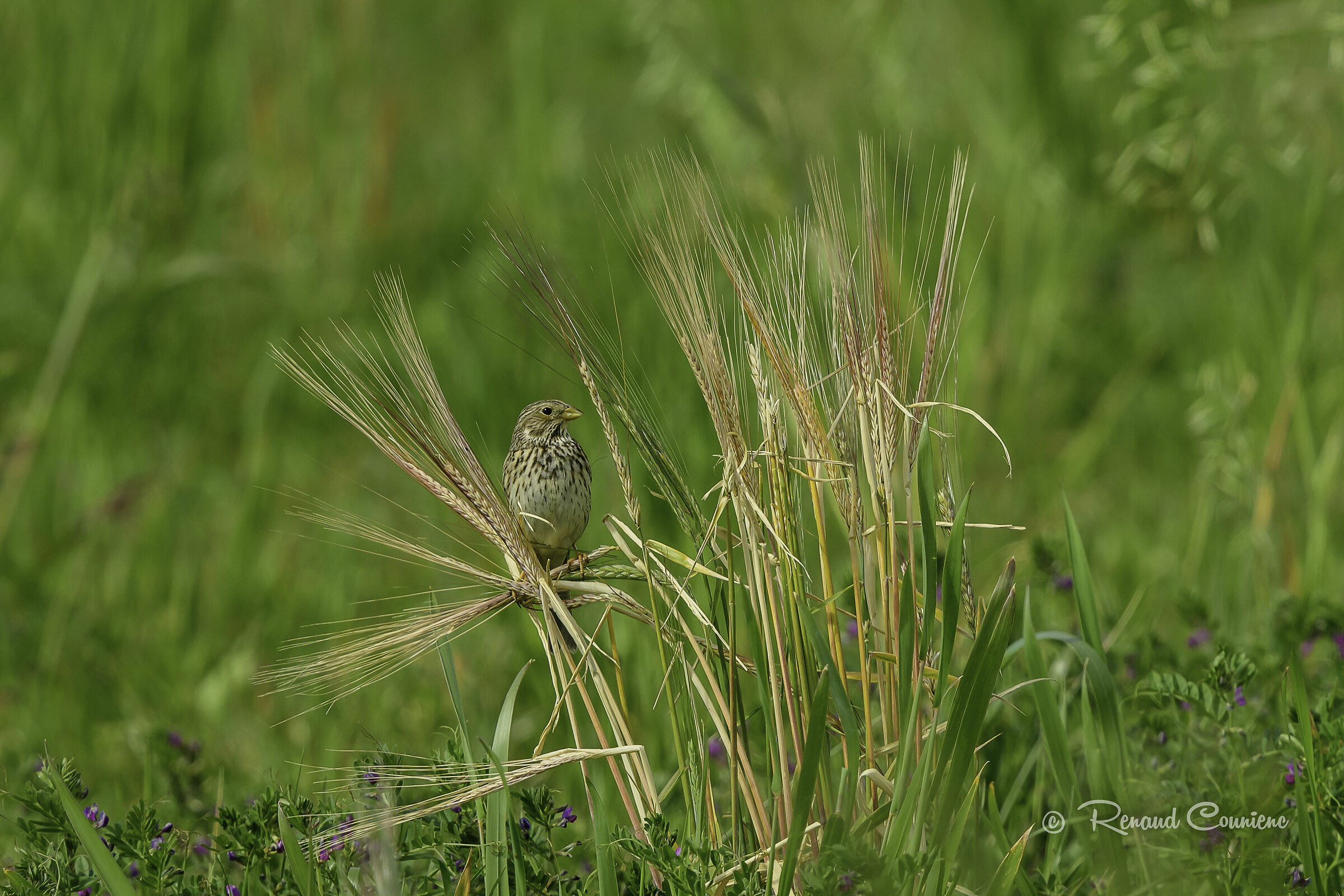 Emberiza calandra