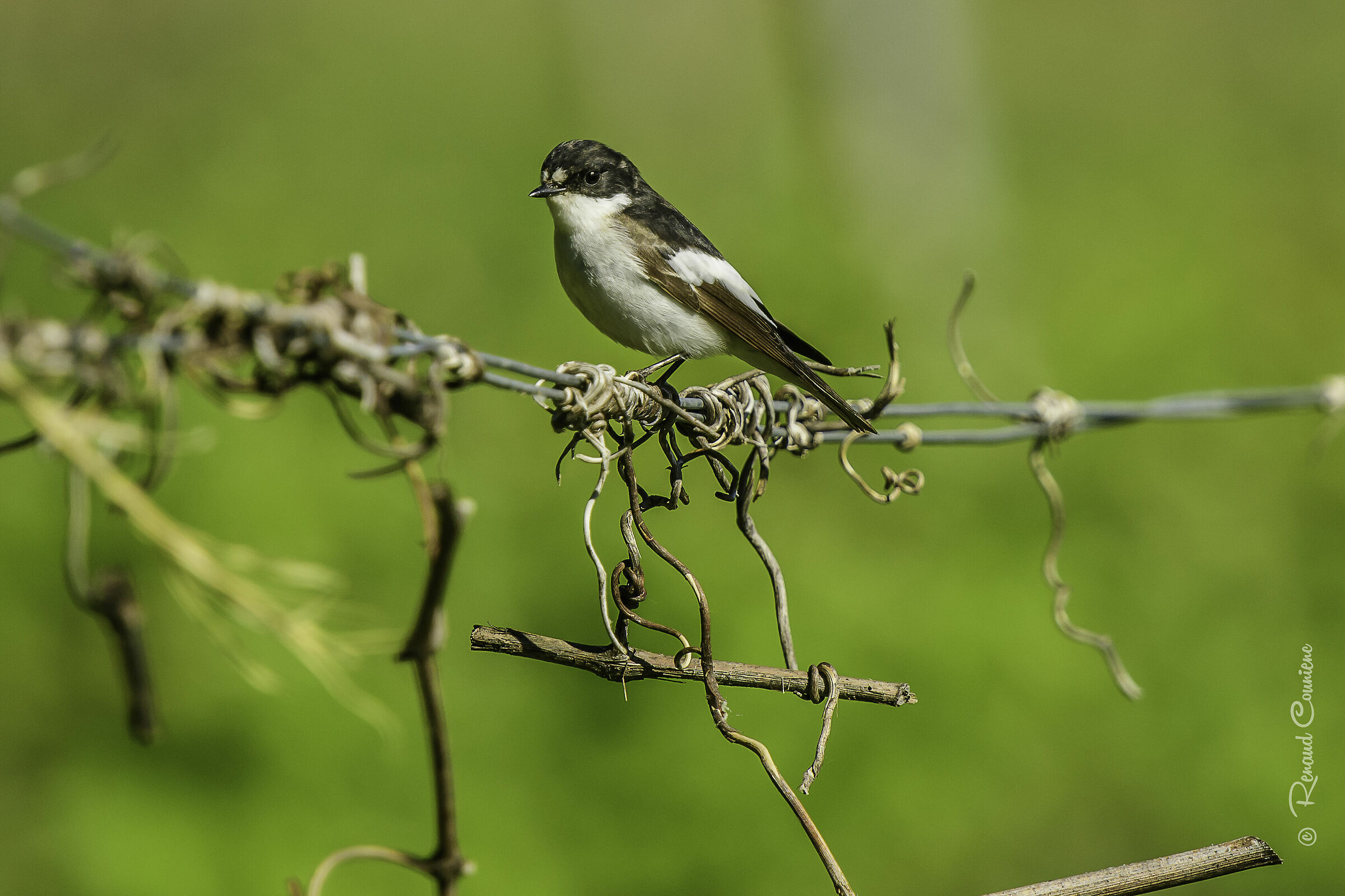 Gobemouche noir (Ficedula hypoleuca)