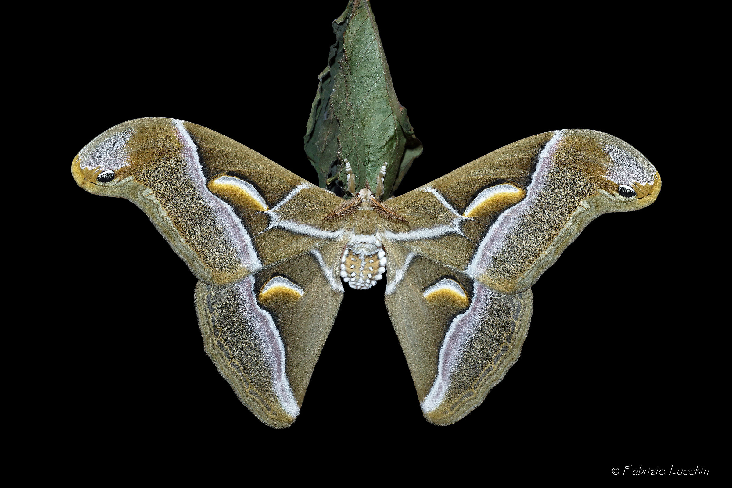 Samia cyntia (esemplare maschio)