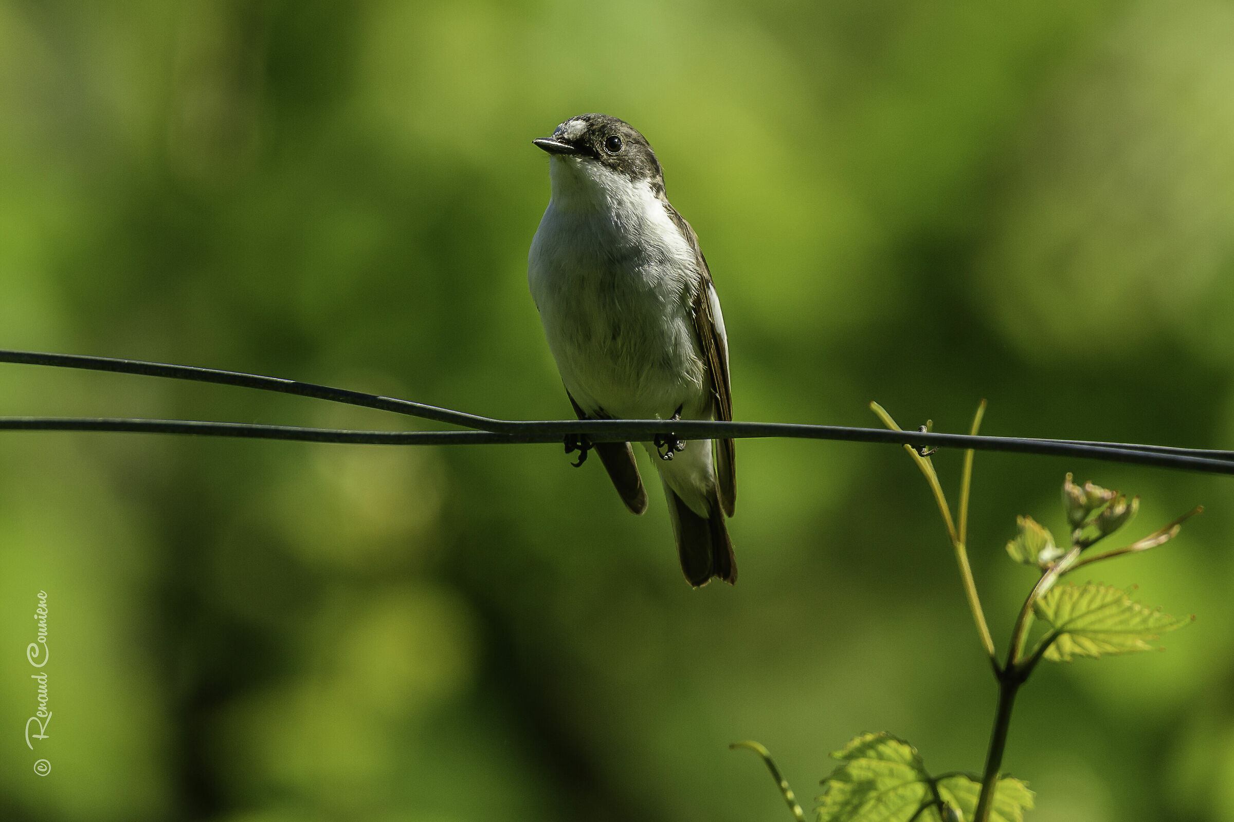 Uccello malizioso (Ficedula hypoleuca)
