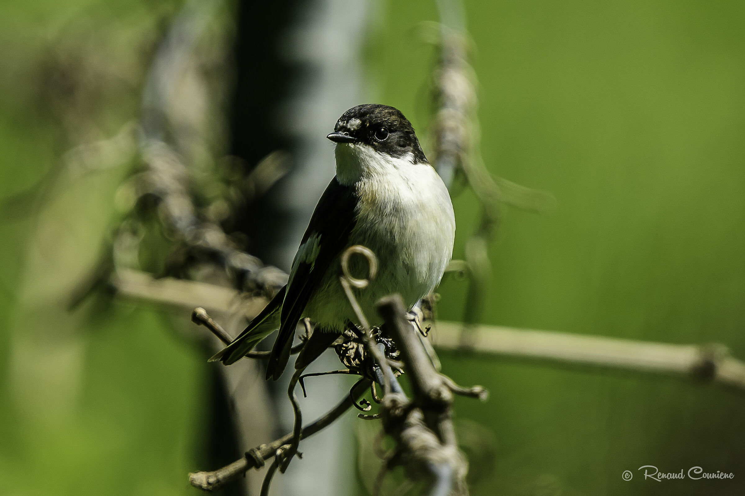 Va avanti e indietro a guardare.