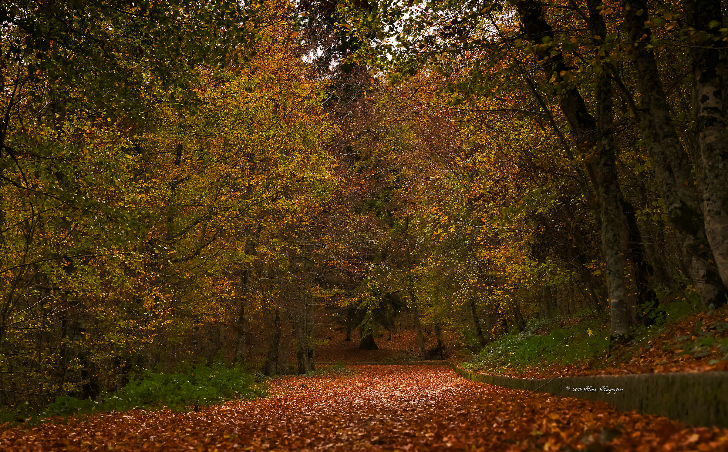 Una strada nel bosco