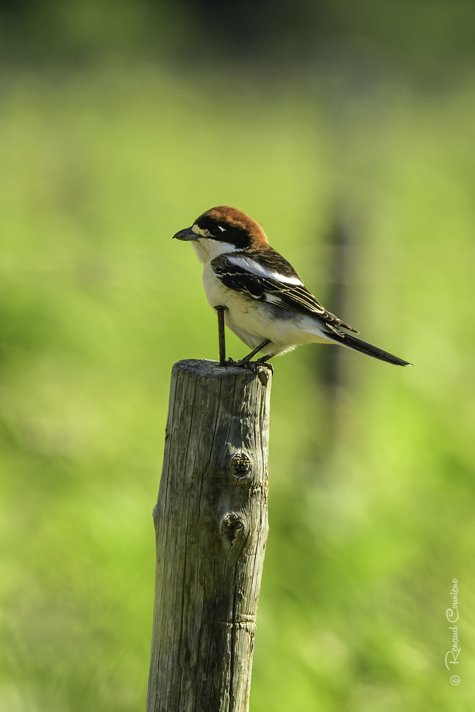 Lanius senatore, in via di estinzione in Pyrén&eacute...