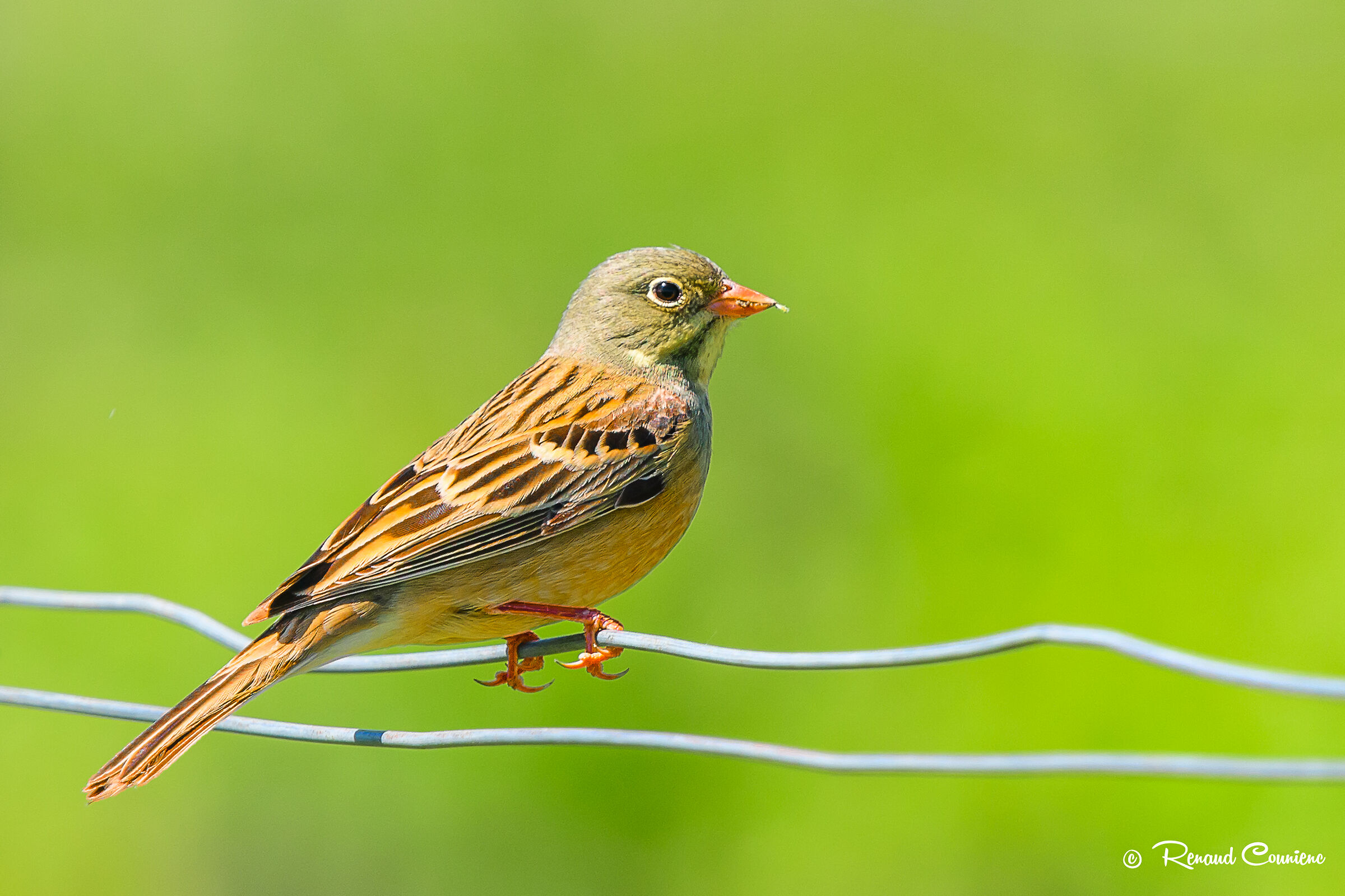 Bruant ortolan (Emberiza hortulana)