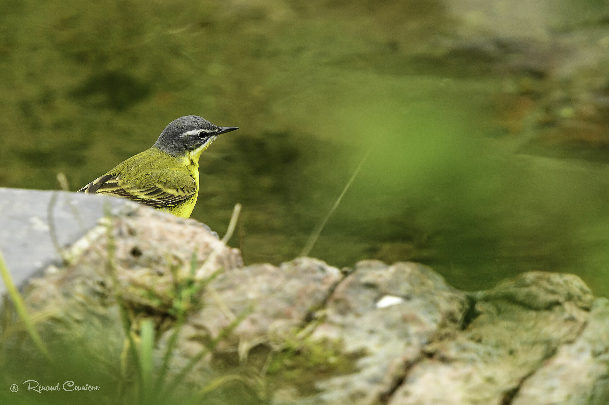 In un vecchio lavatoio (Motacilla flava)