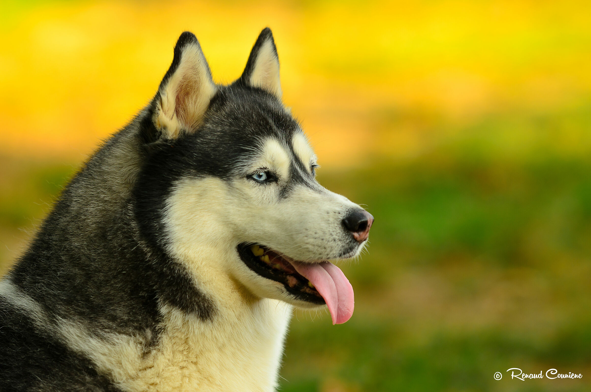 Smettila di muoverti per favore, sono in "manuale" :)