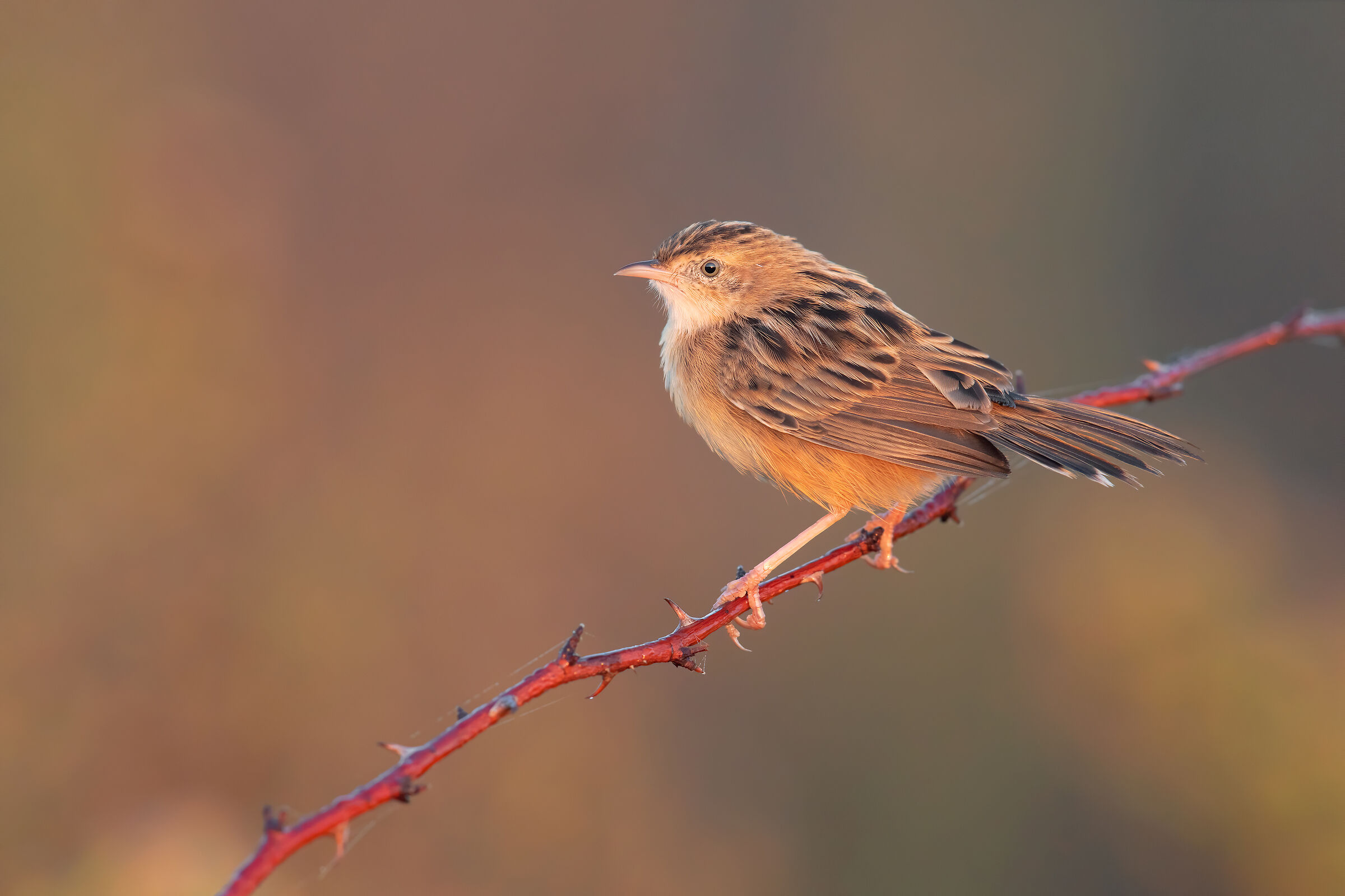 Beccamoschino all'alba