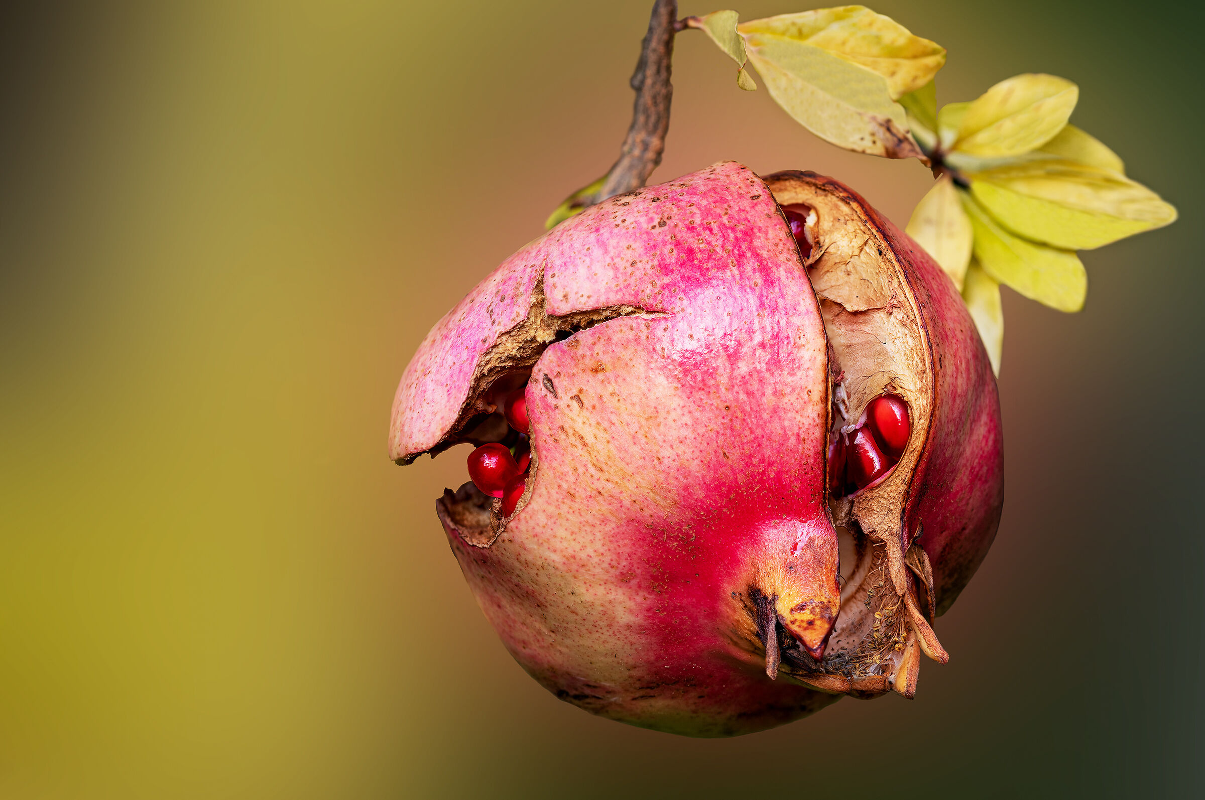 Rubini... di stagione