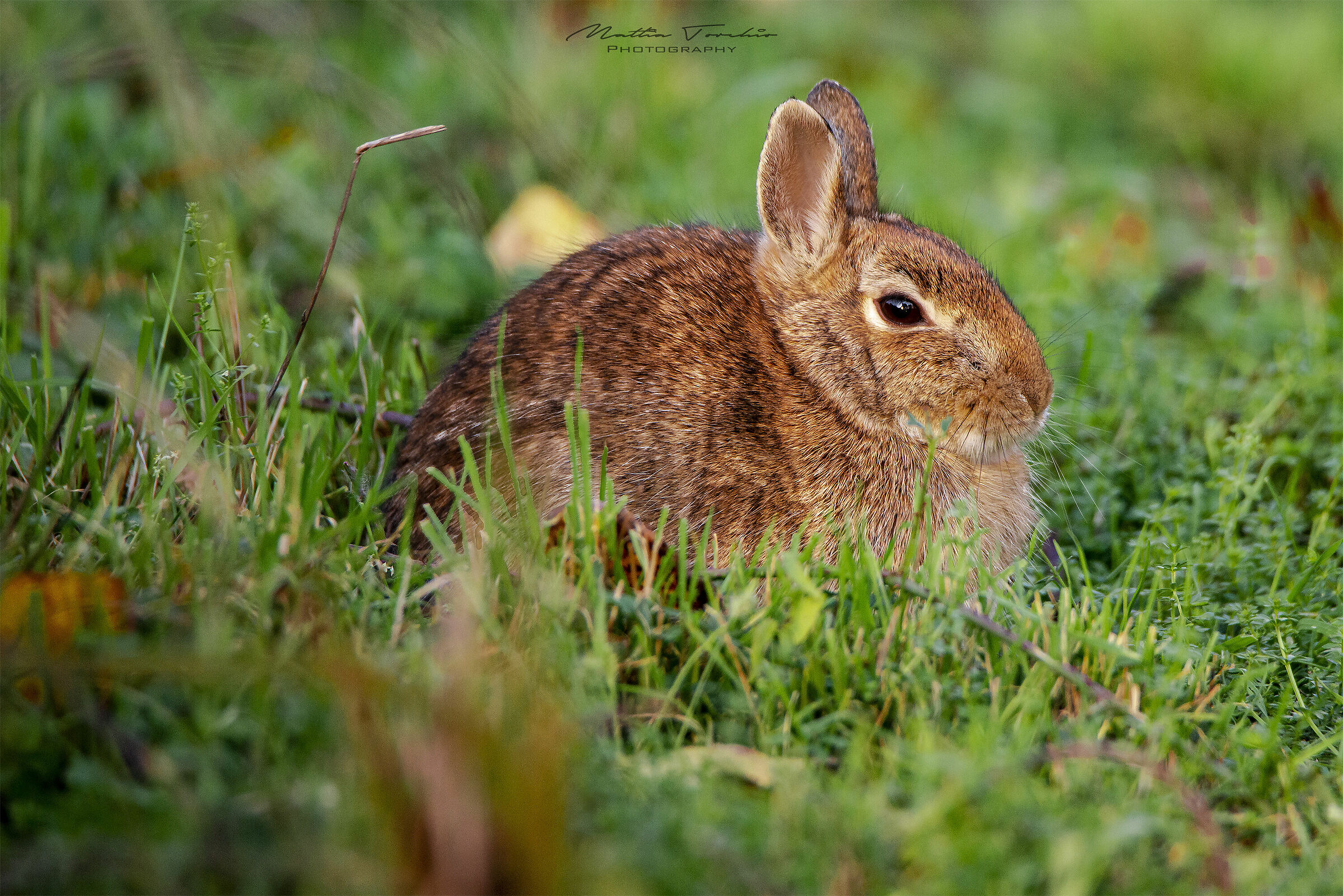 Riposino pomeridiano