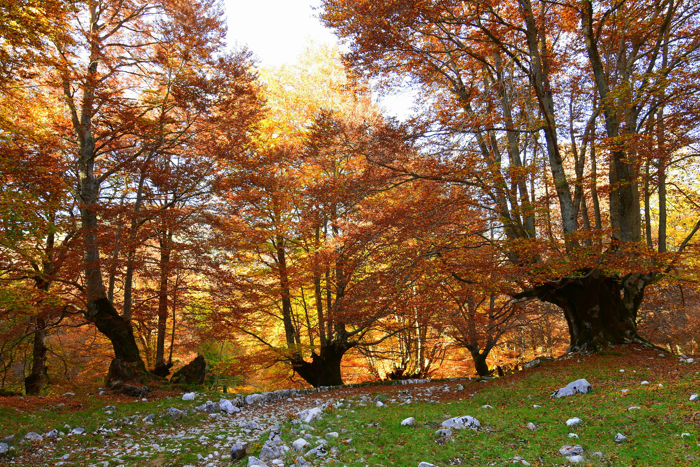 bosco in autunno