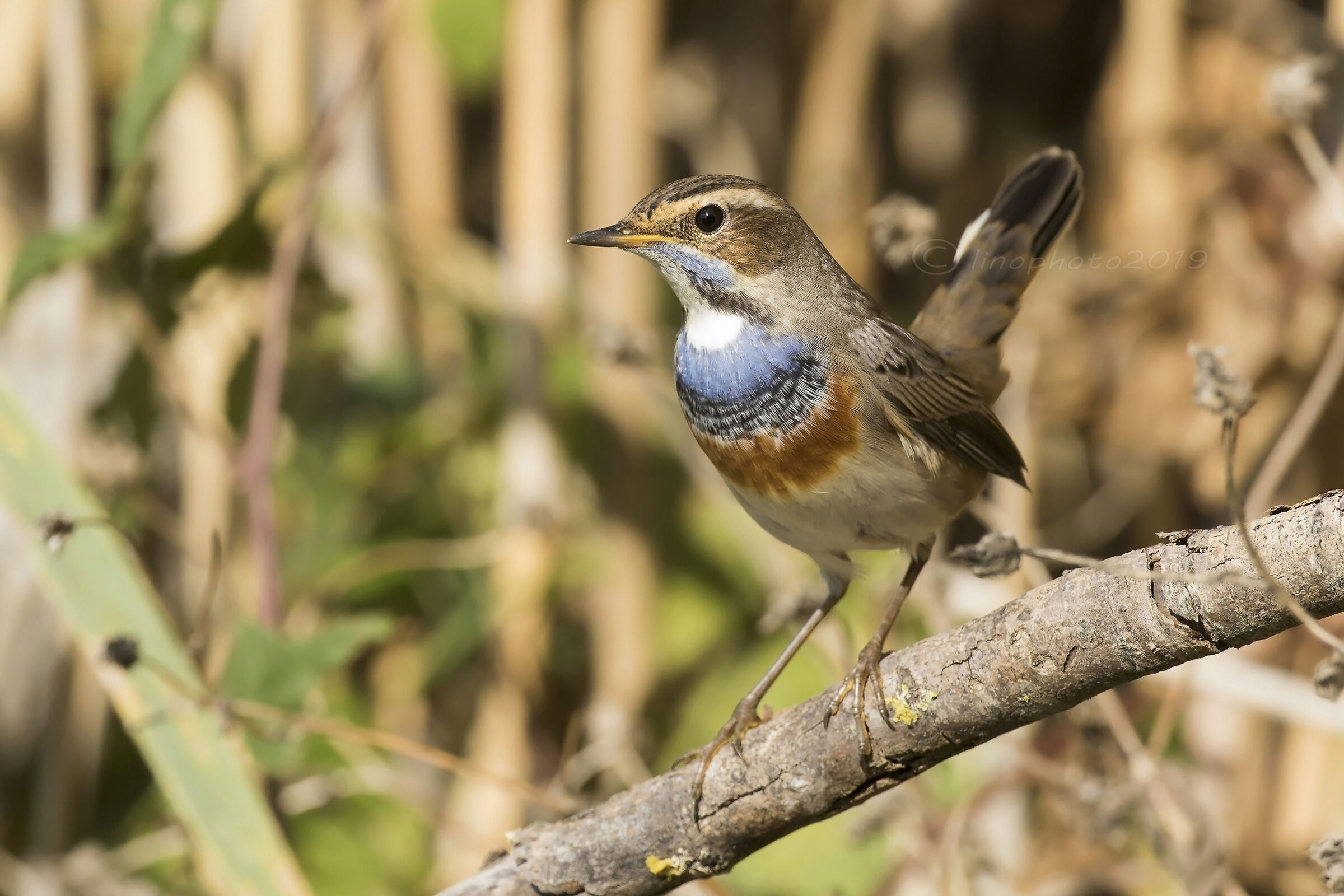 Pettazzurro (Luscinia svecica)