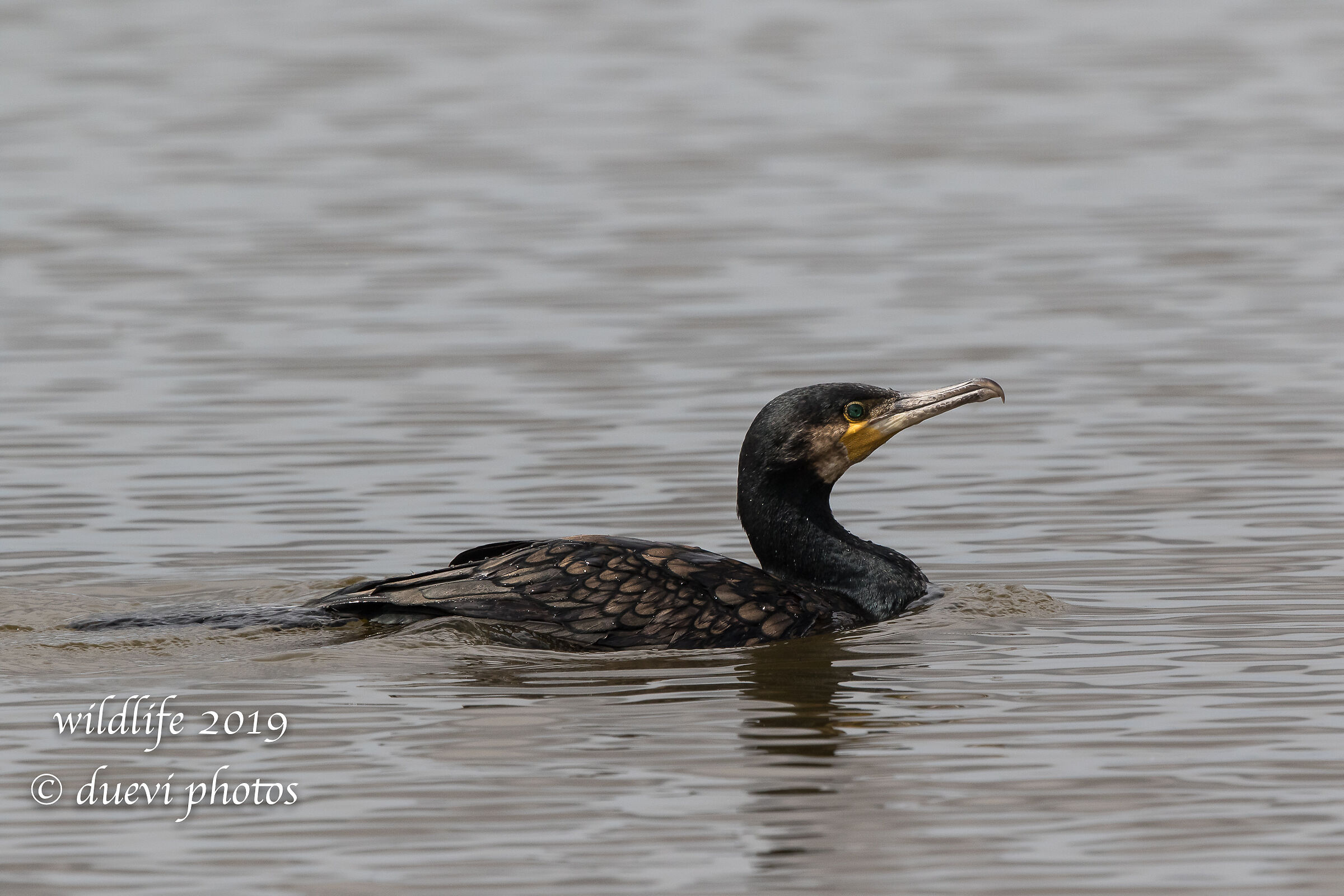 Cormorano - Phalacrocorax carbo