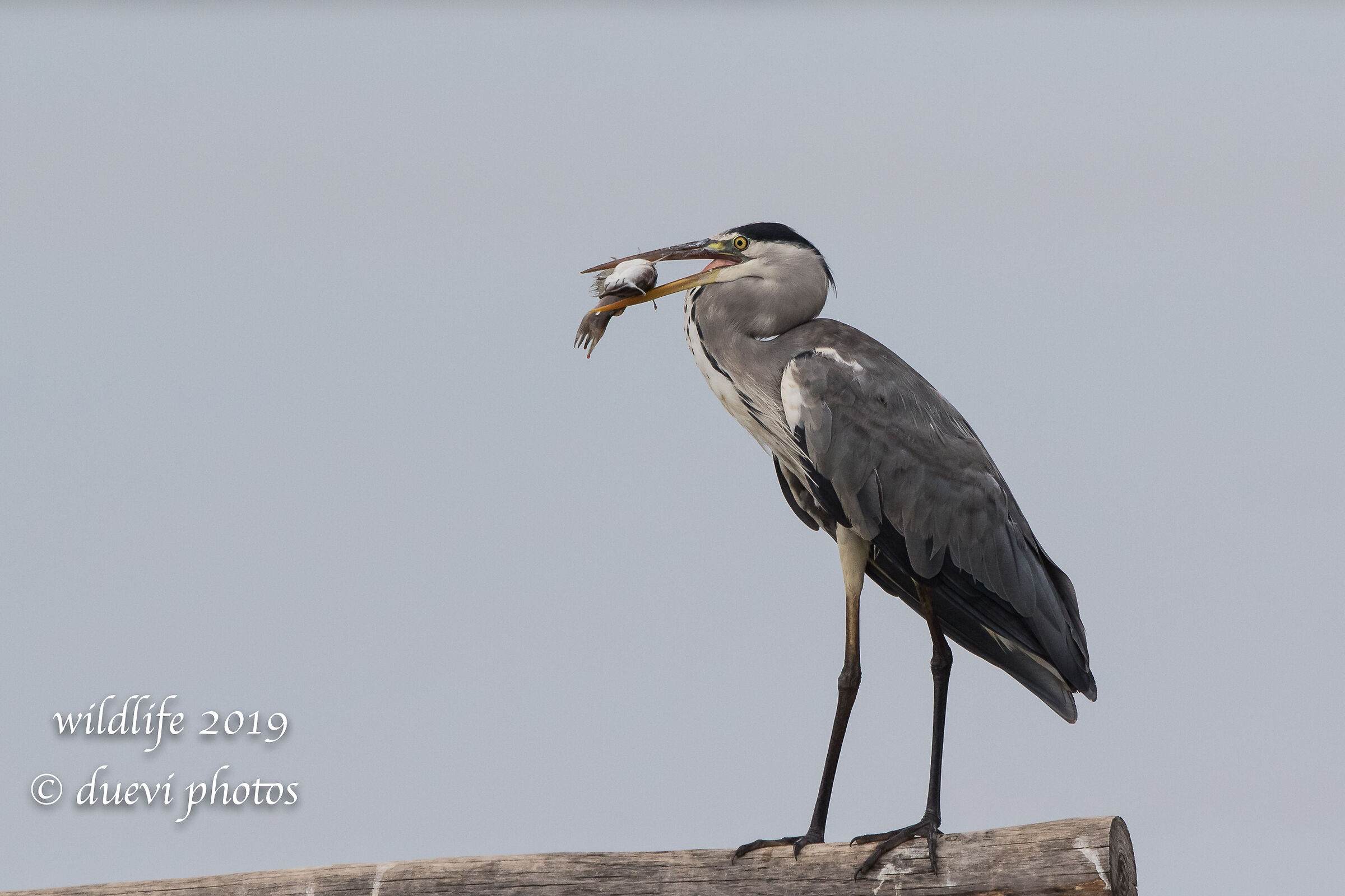Ash heron - Cinerea Ardea