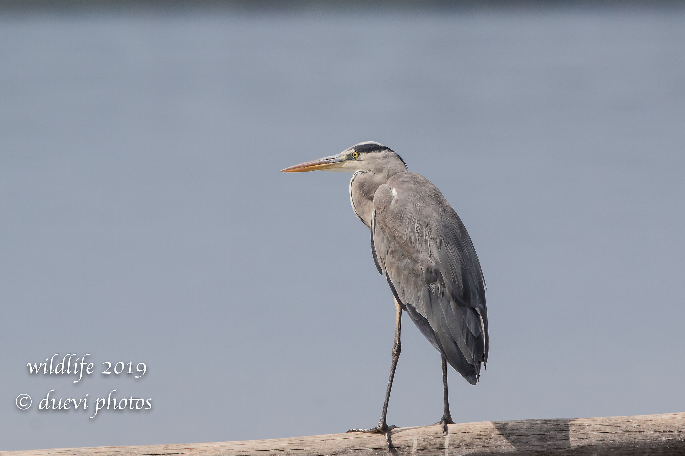Ash heron - Cinerea Ardea