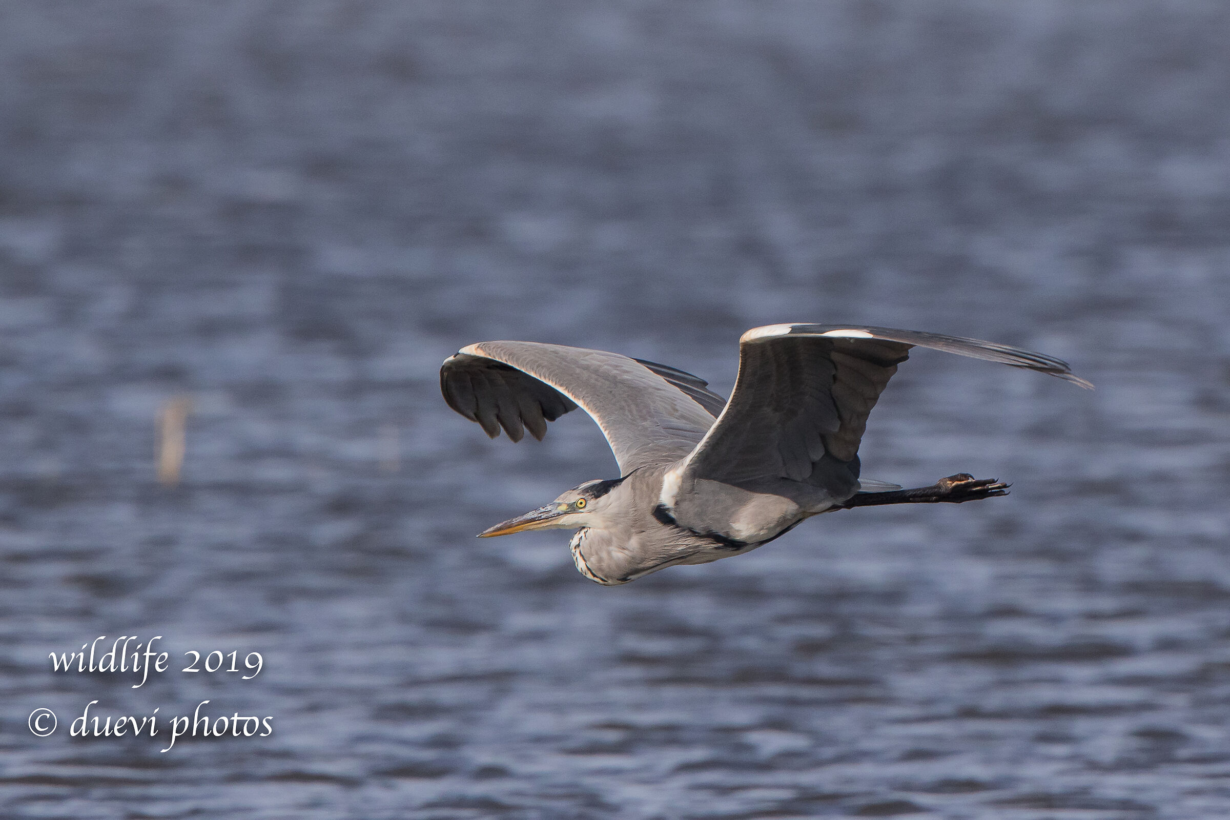 Ash heron - Cinerea Ardea