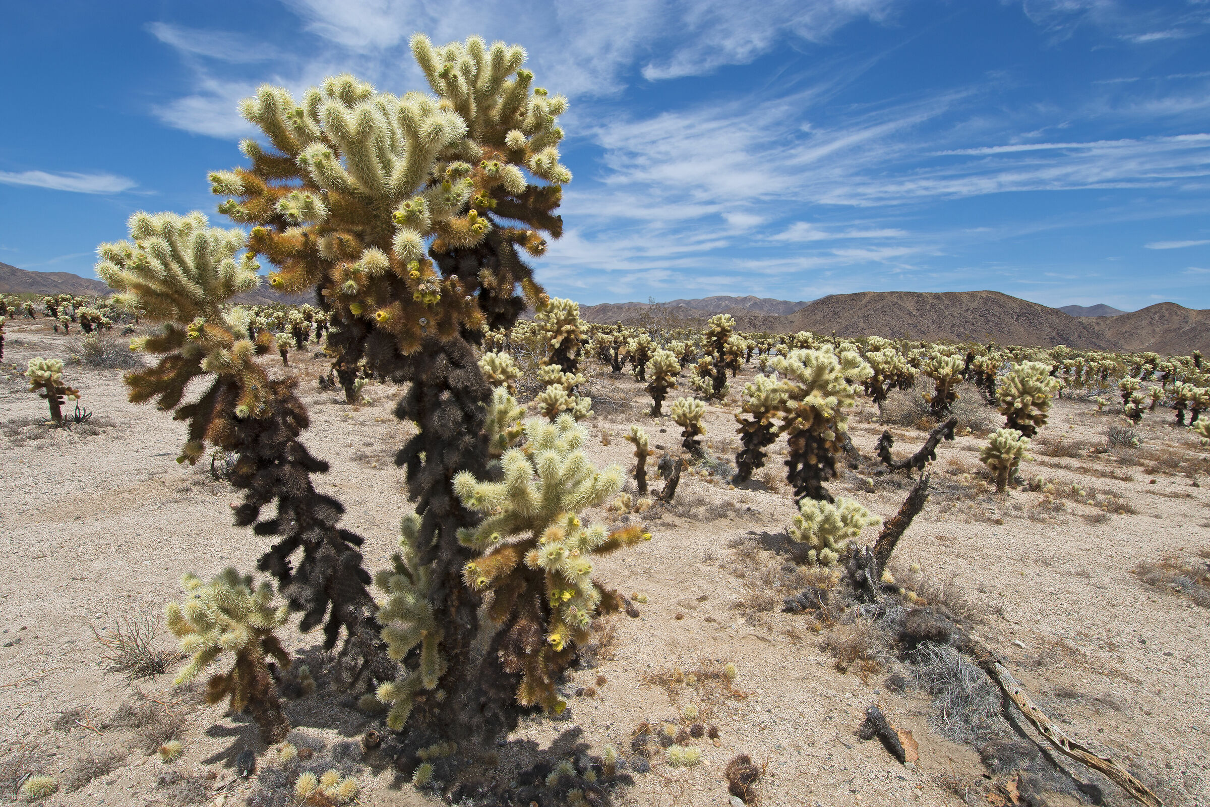 Cholla cactus