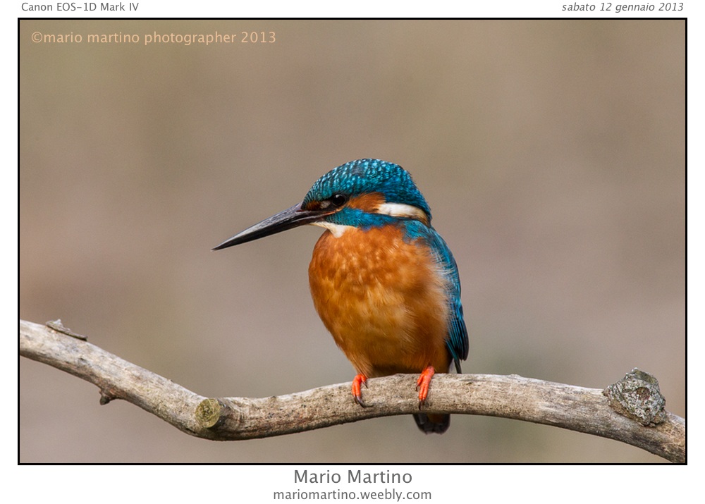 The martino Martino of ..