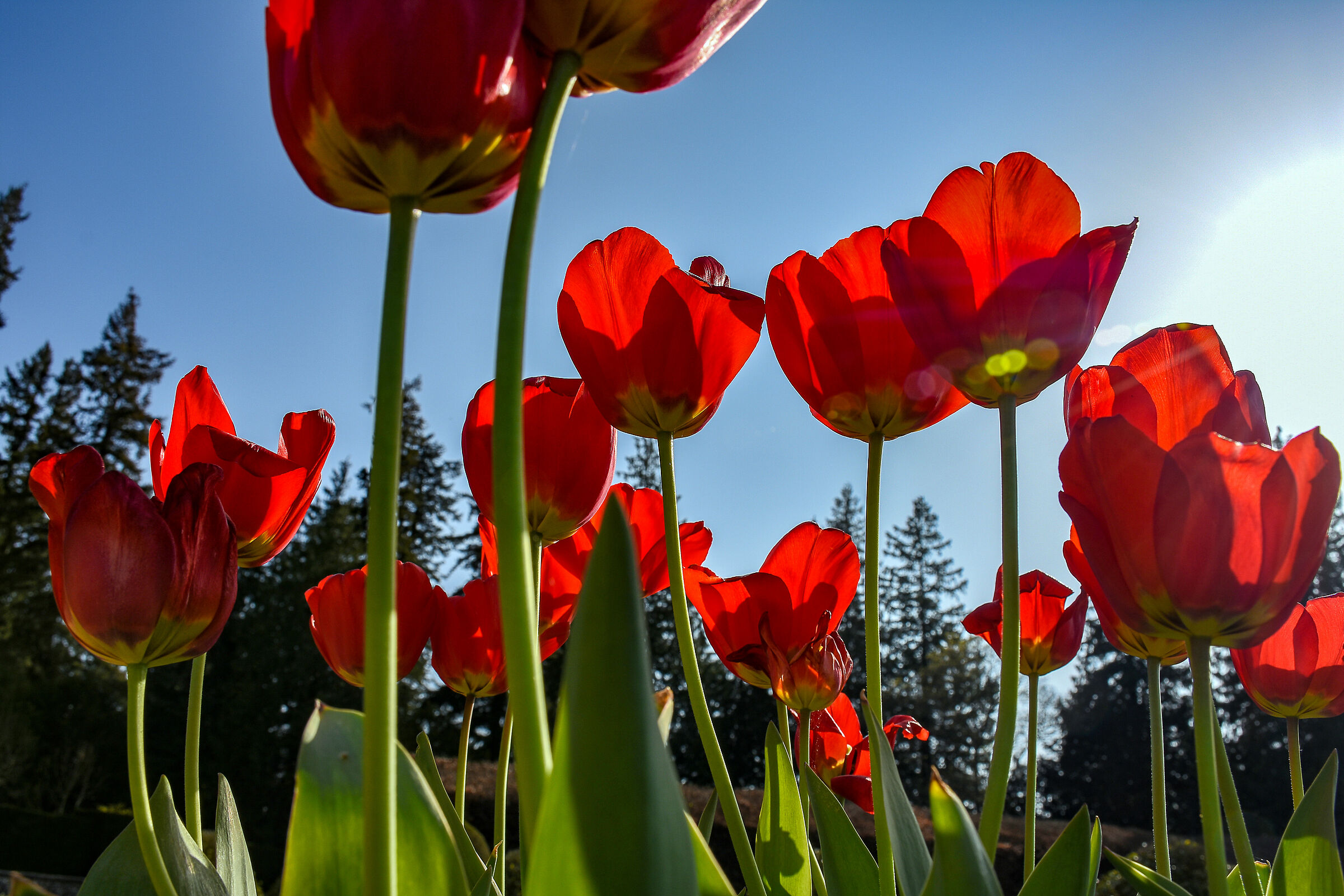 Tulips on the Glamis estate - Scotland