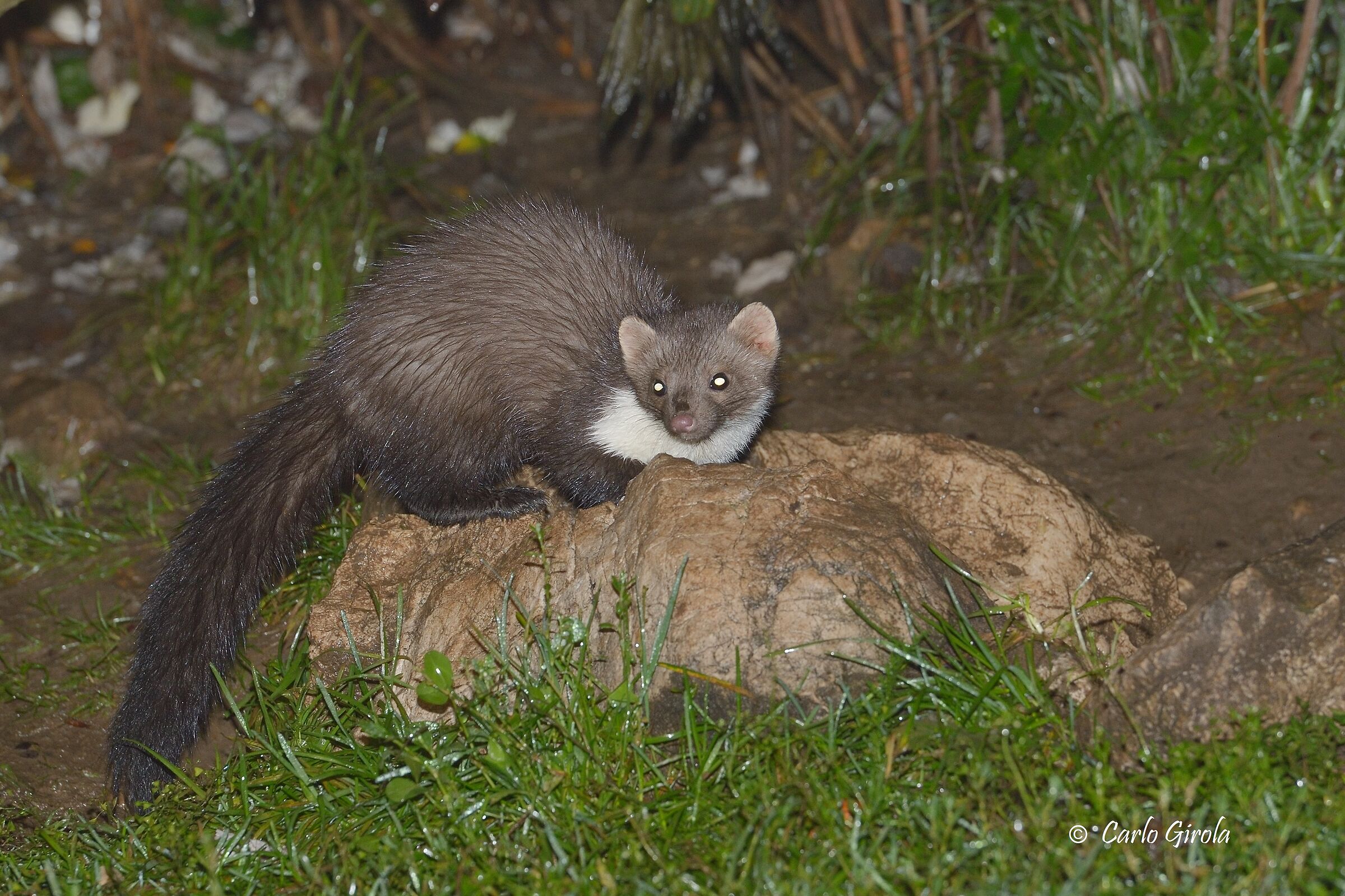 Faina (Martes foina)