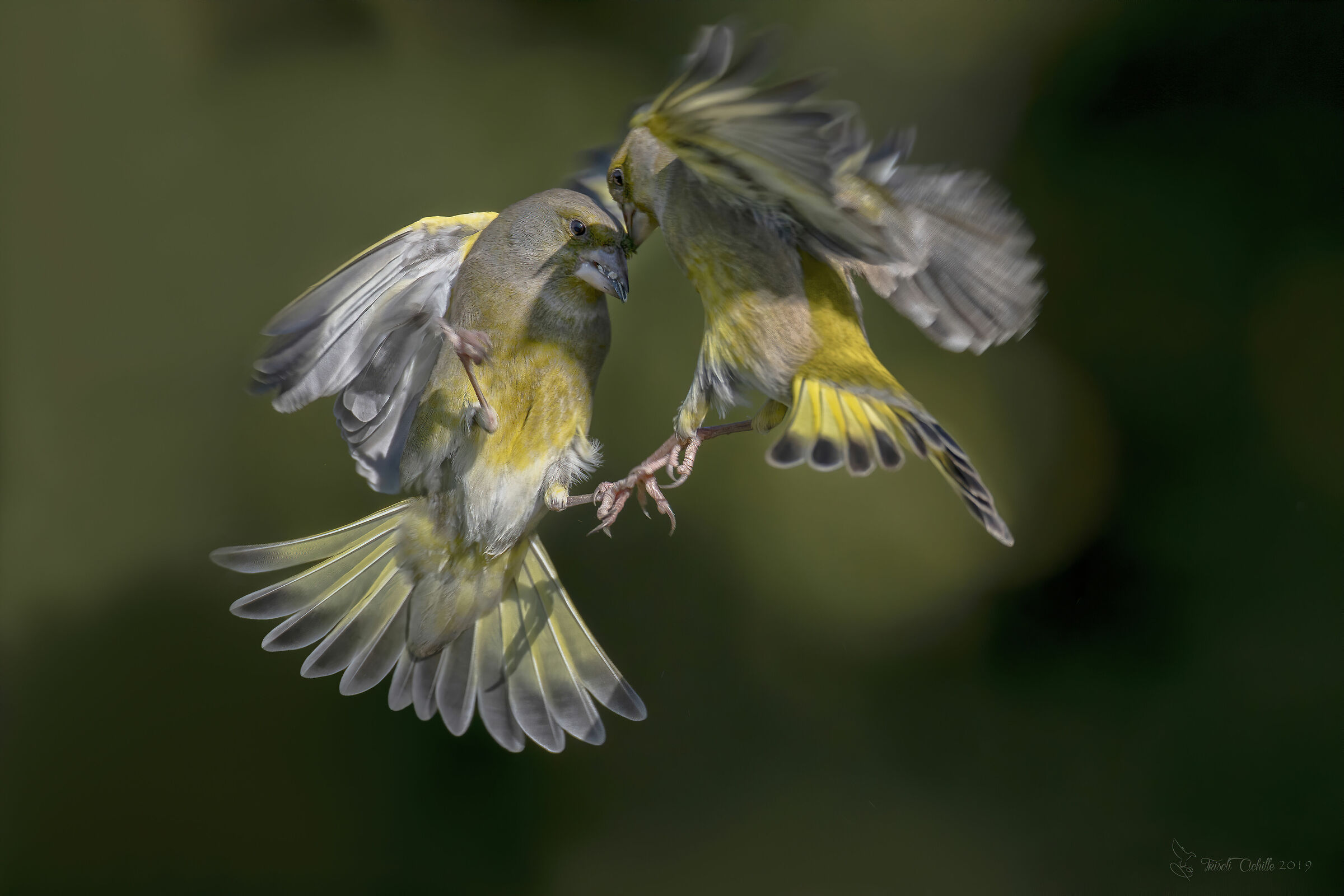 Hard-nosed.........verdoni"