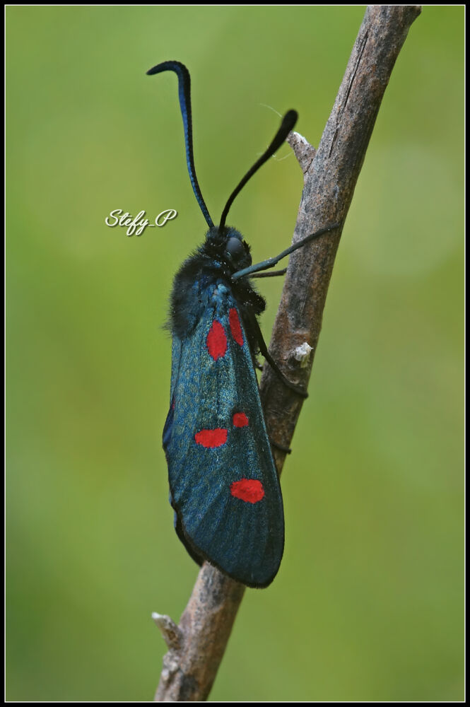 Zygaena lonicerae