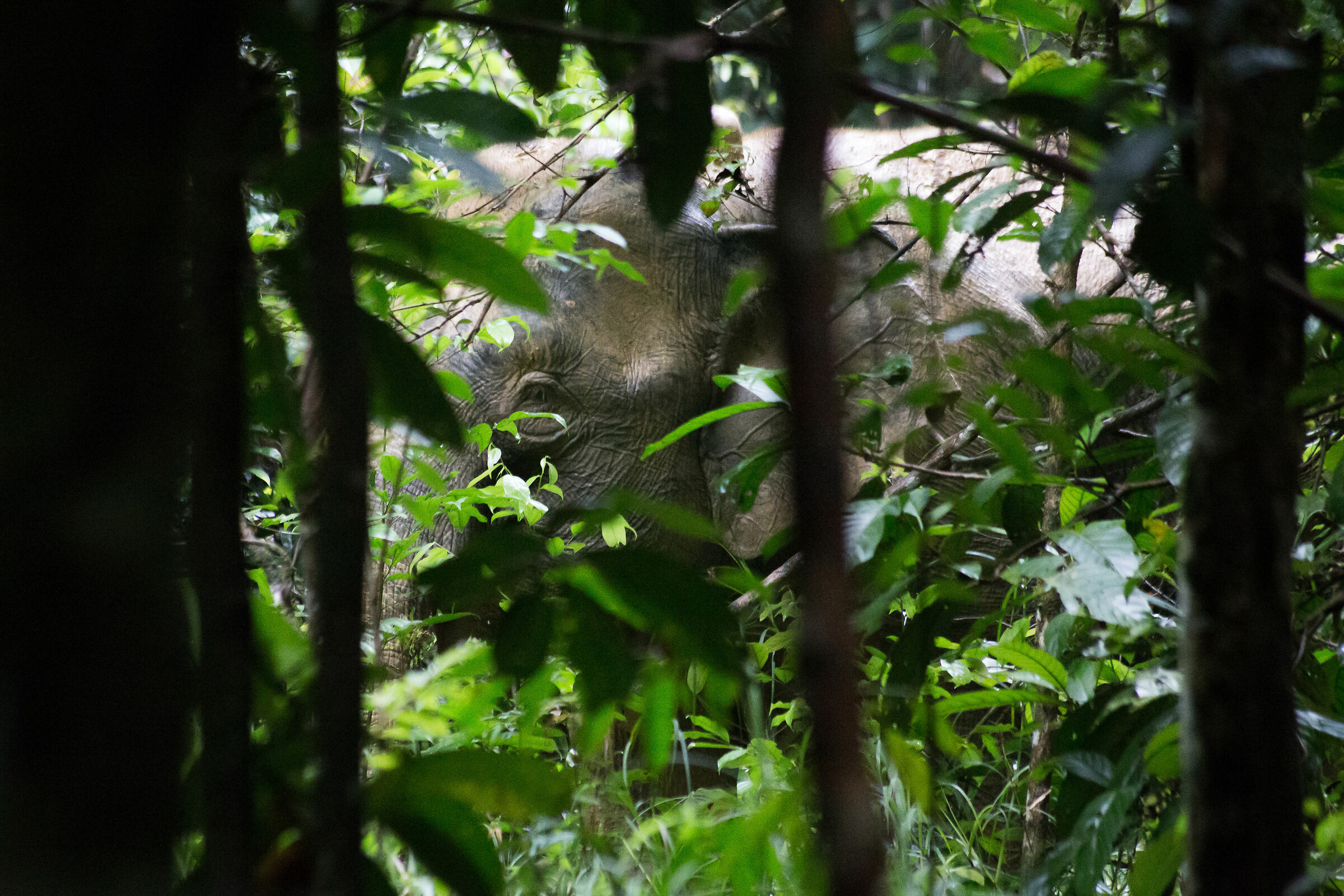 Borneo Pygmy Elephant