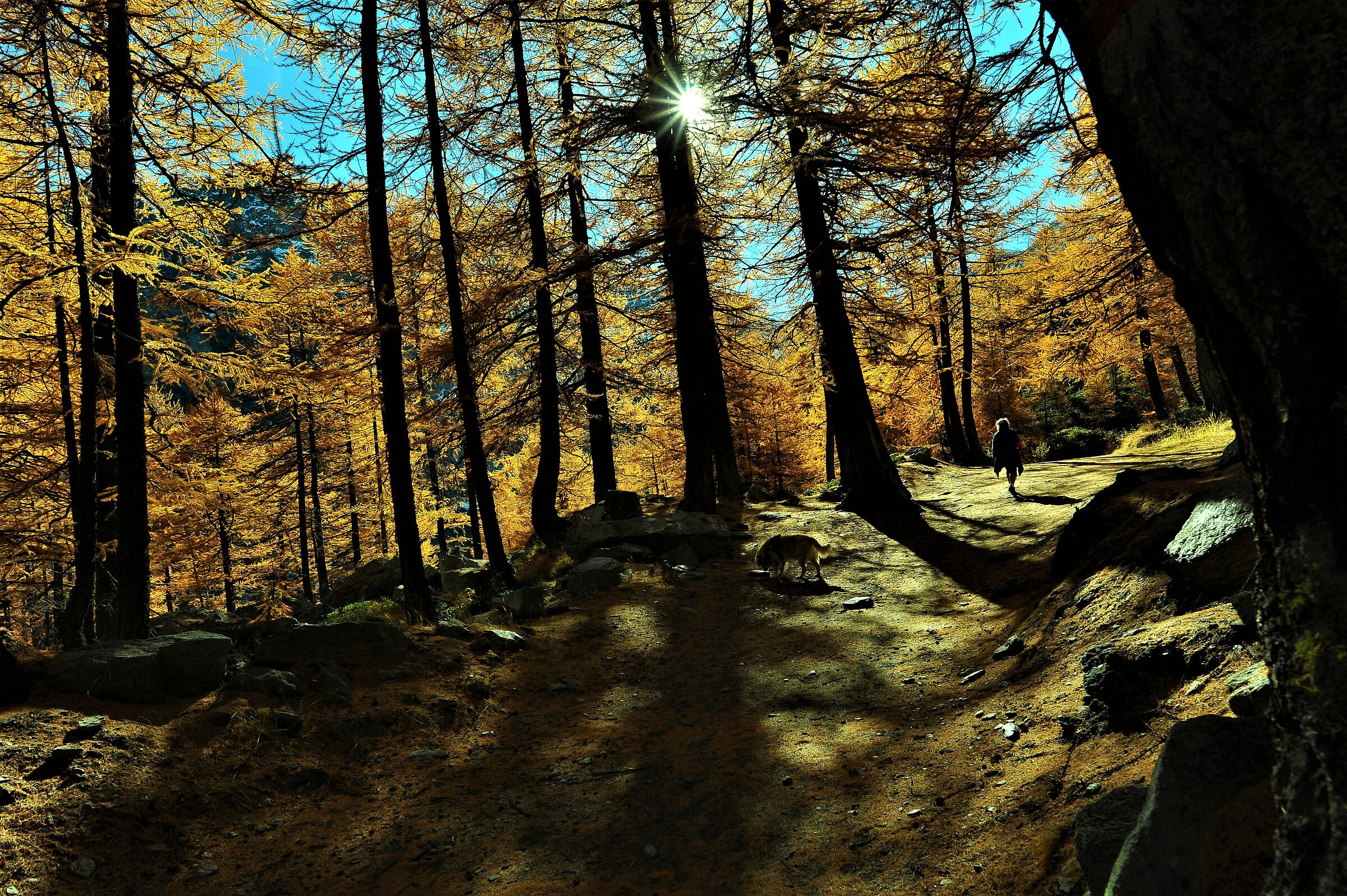 Passeggiando tra i larici...