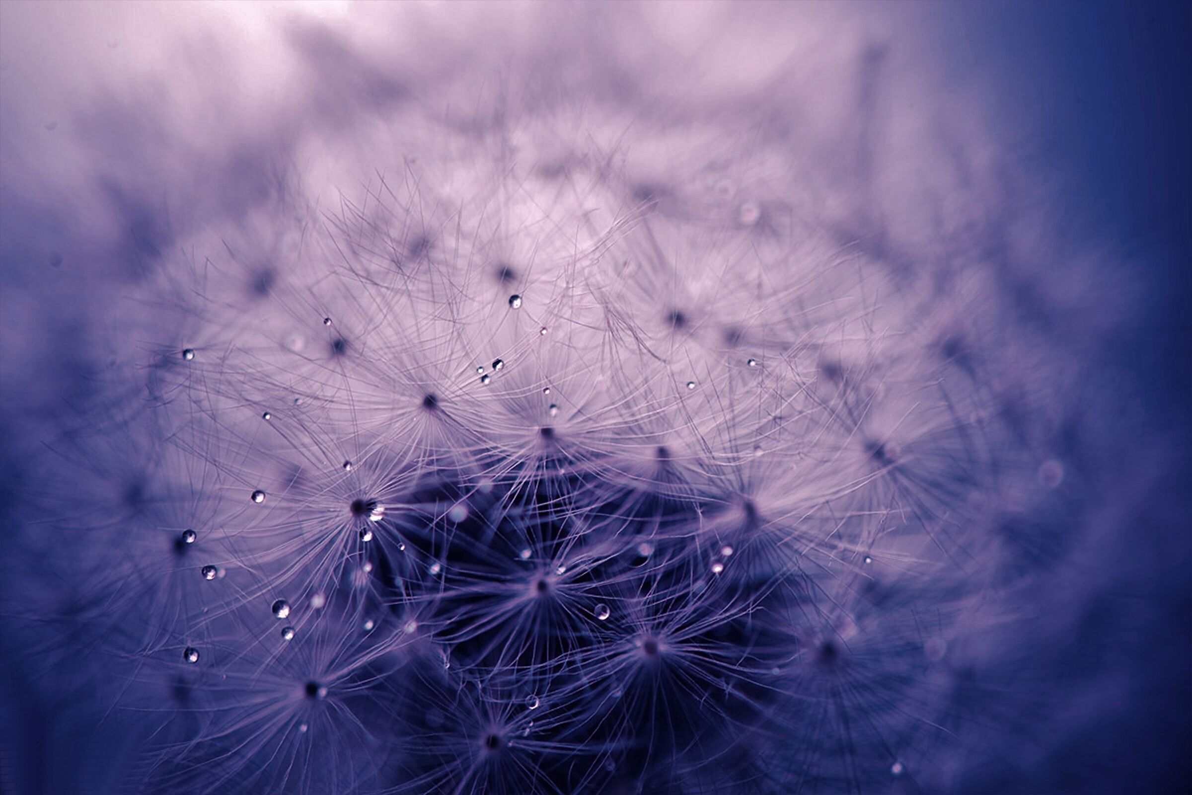 Dandelion