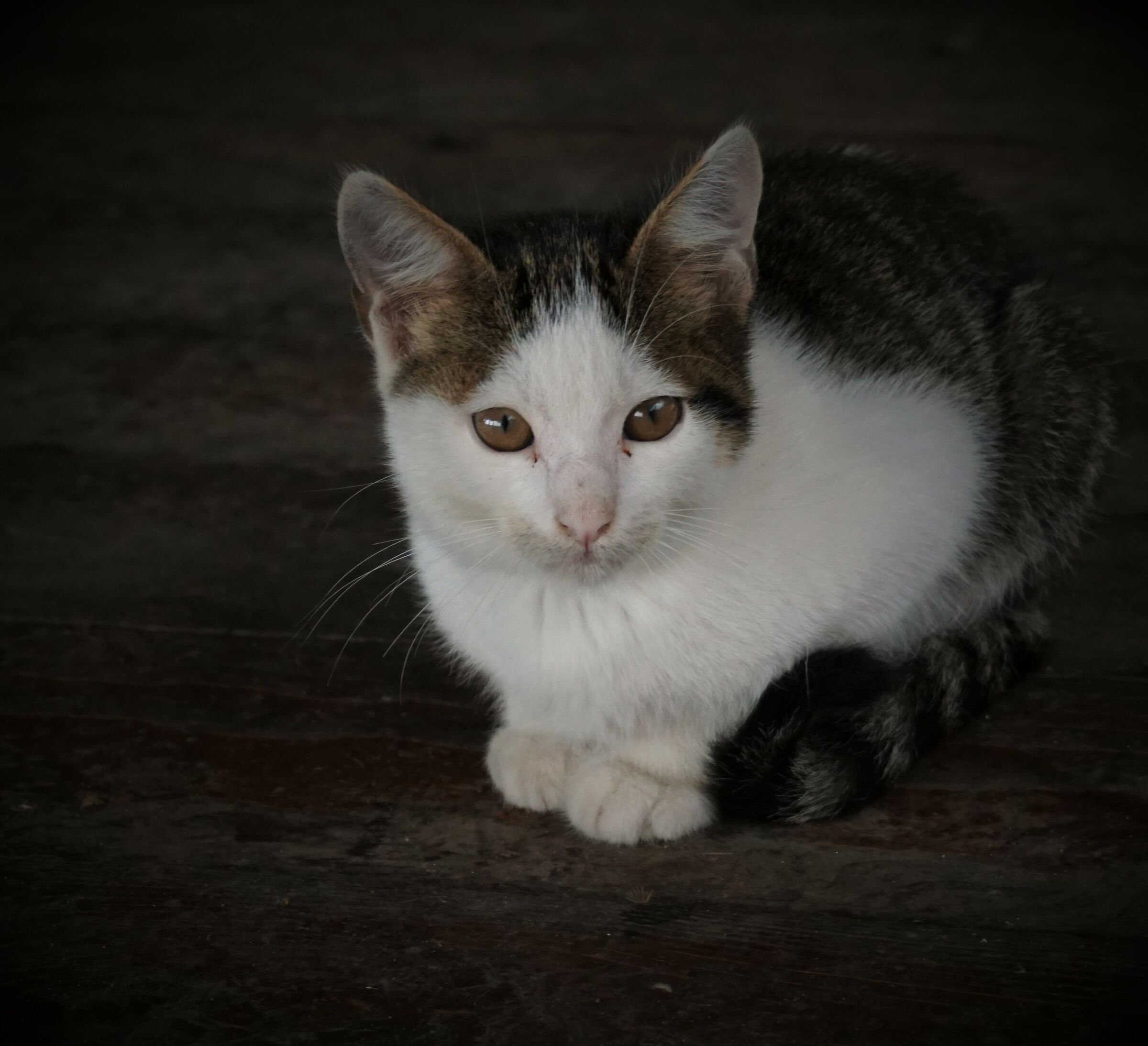 Curious Kitten