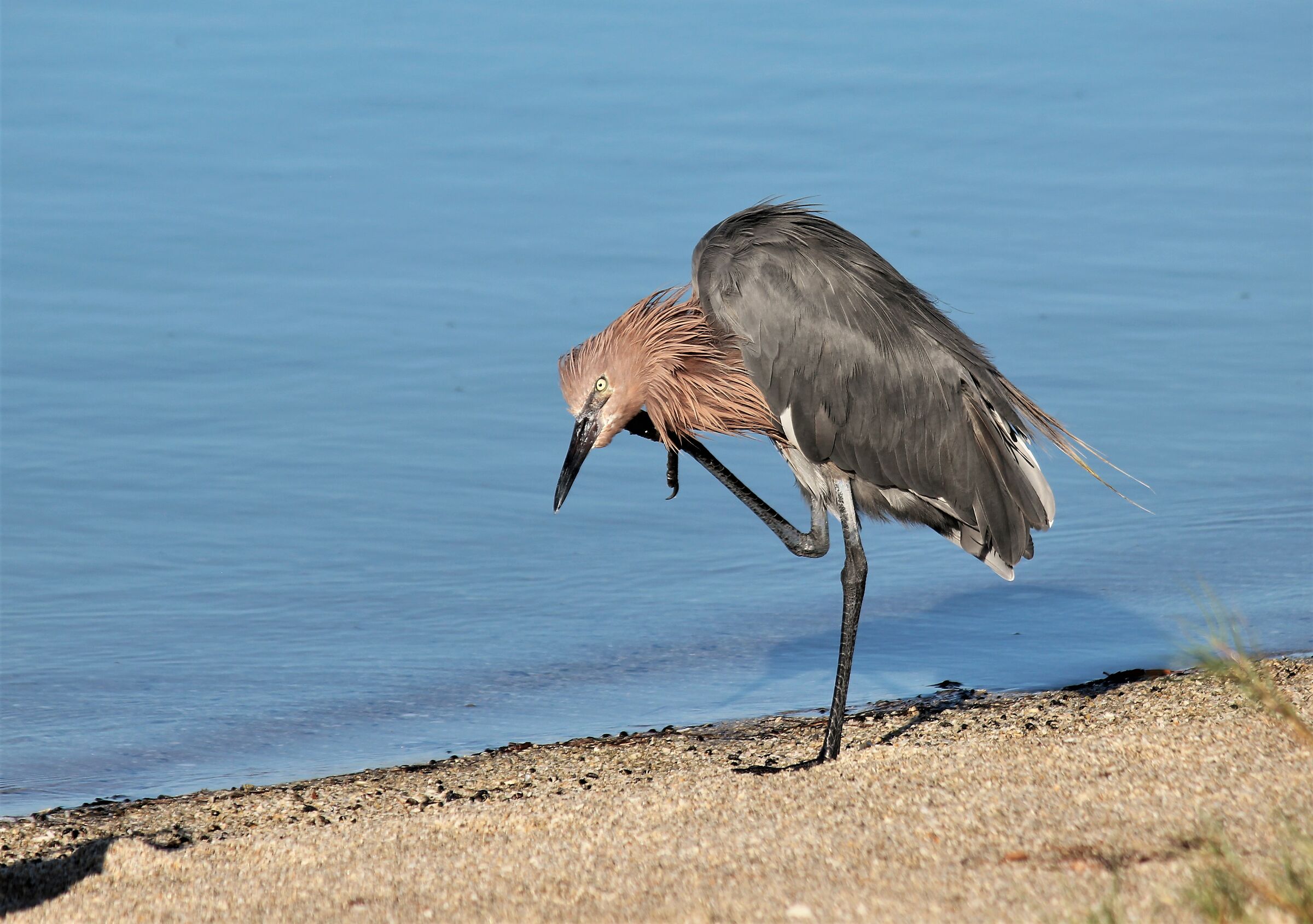 Scratch- Reddish Egret- Tampa Bay-gulf of Mexico