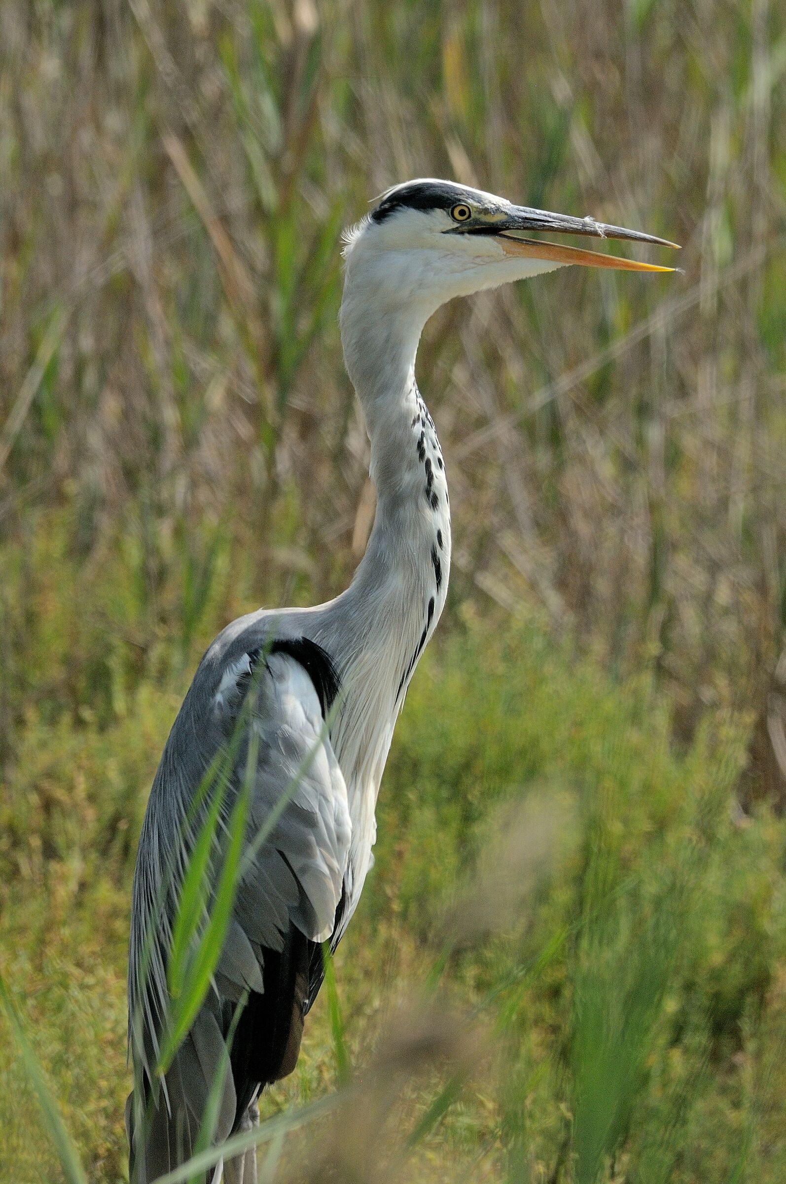 Airone, Camargue