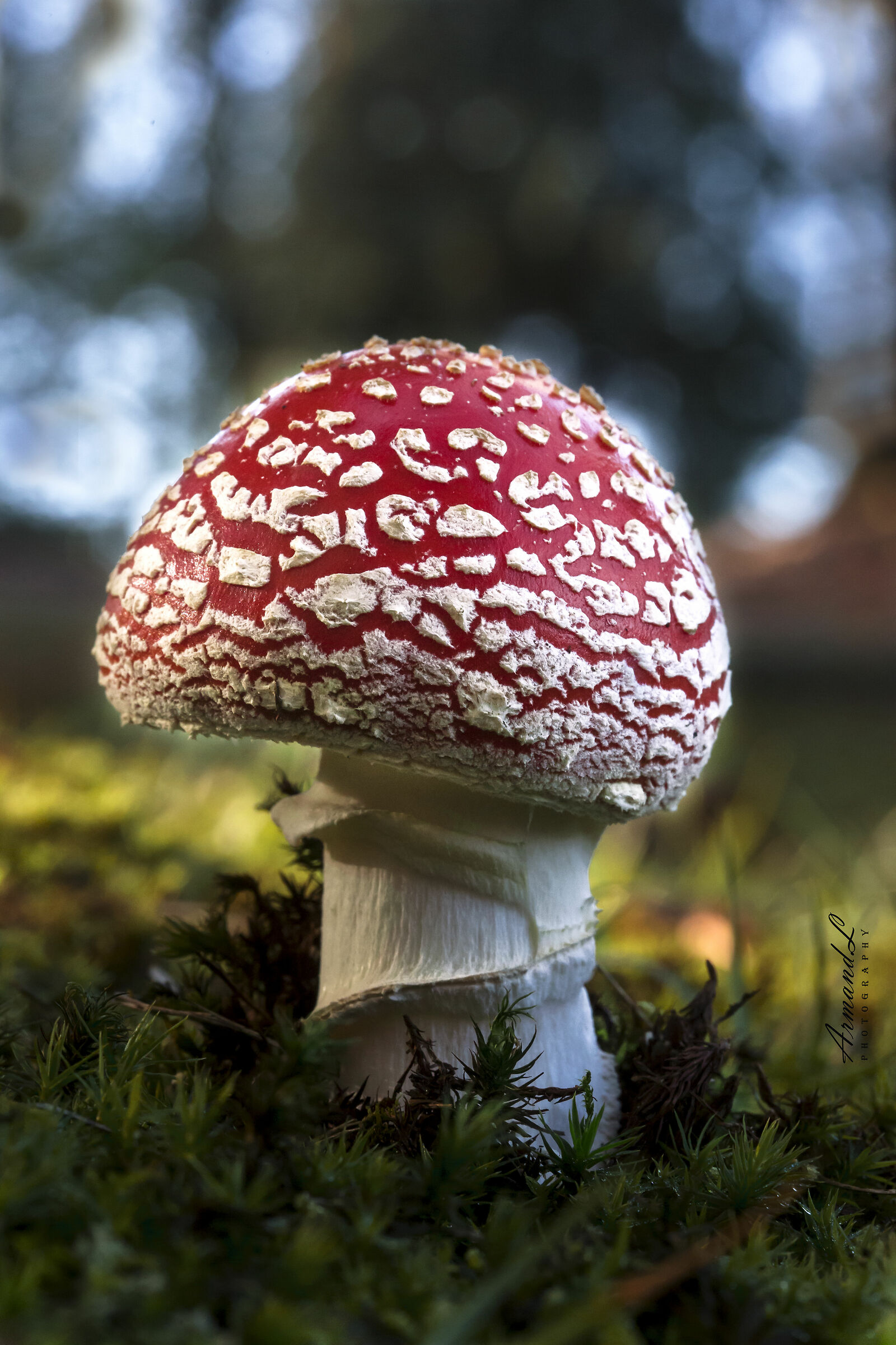 Amanita Muscaria...
