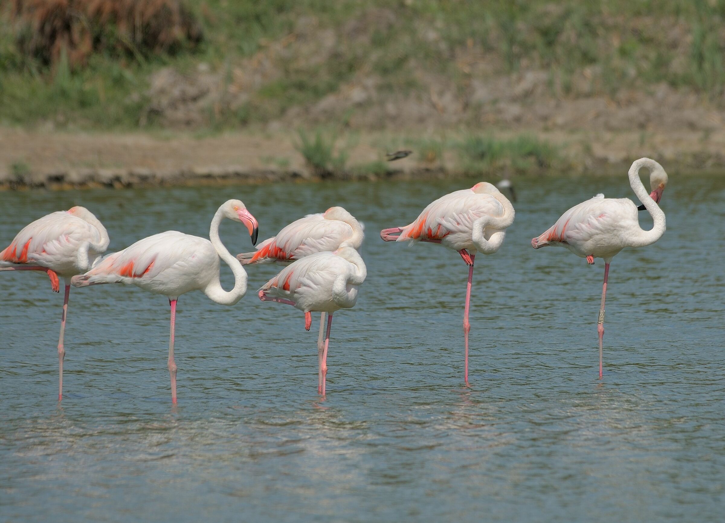 Fenicotteri, Camargue, Pont De Gau