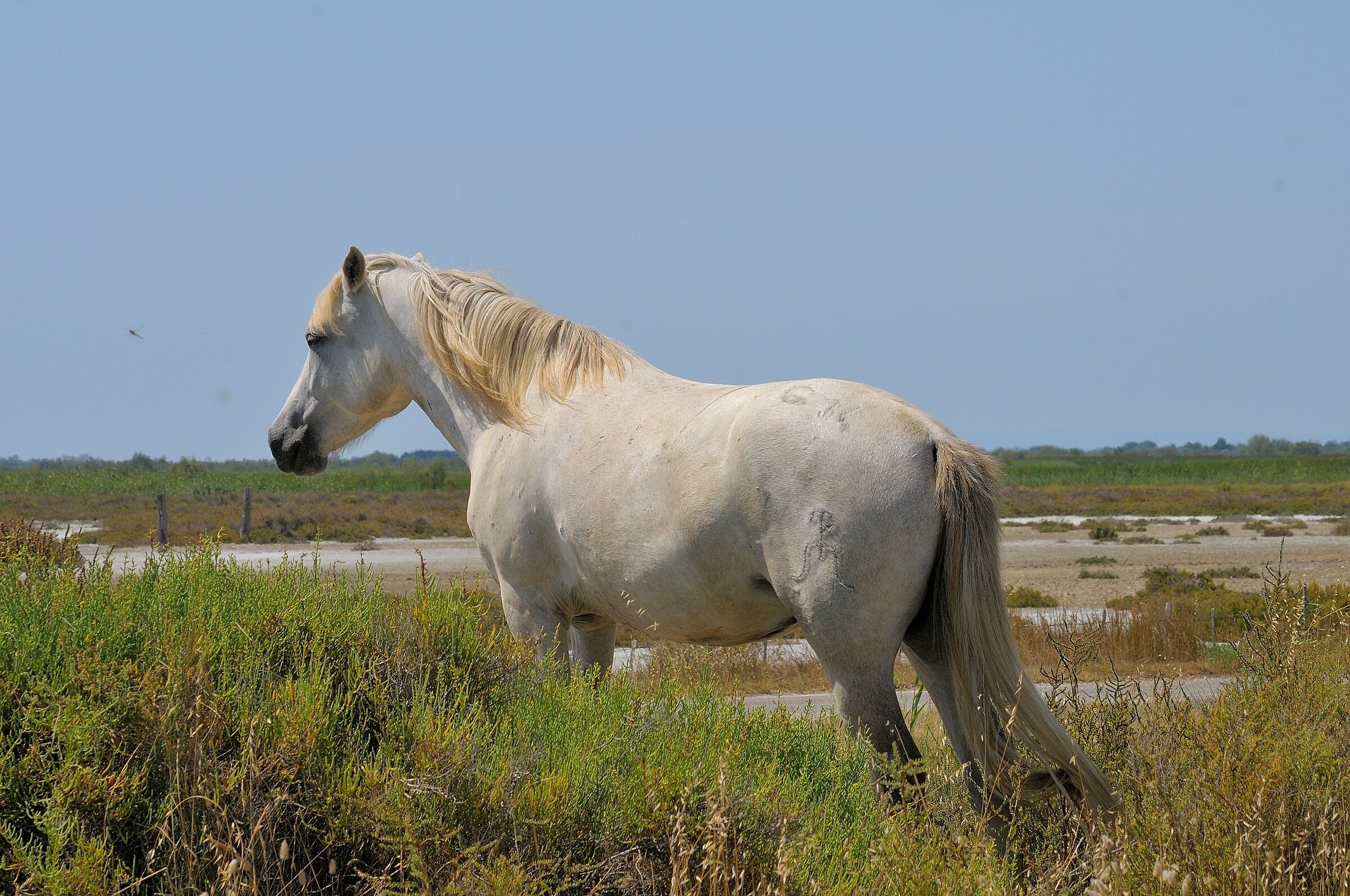 Saint Marie de la mer, Camargue