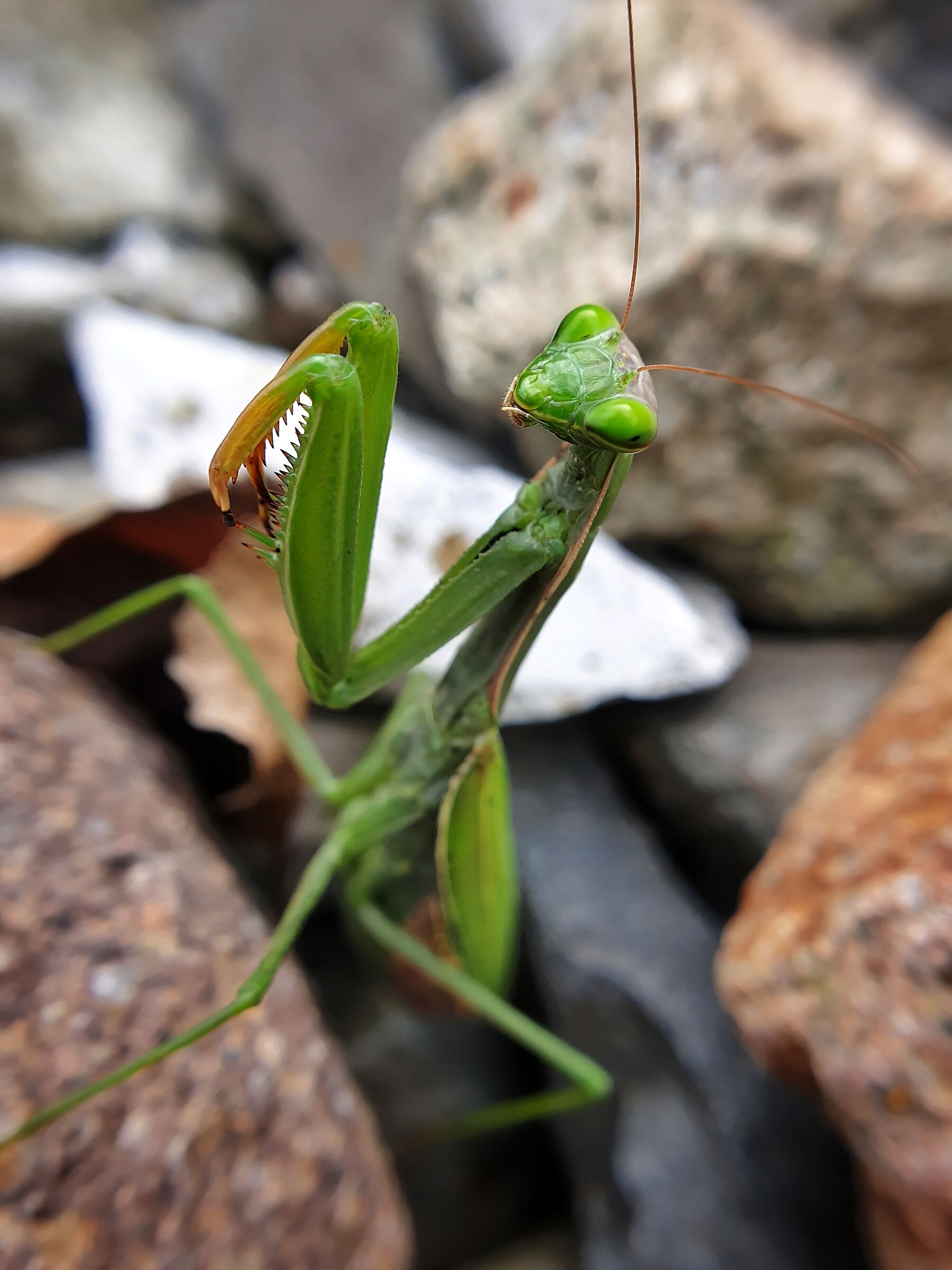 Religious Mantis