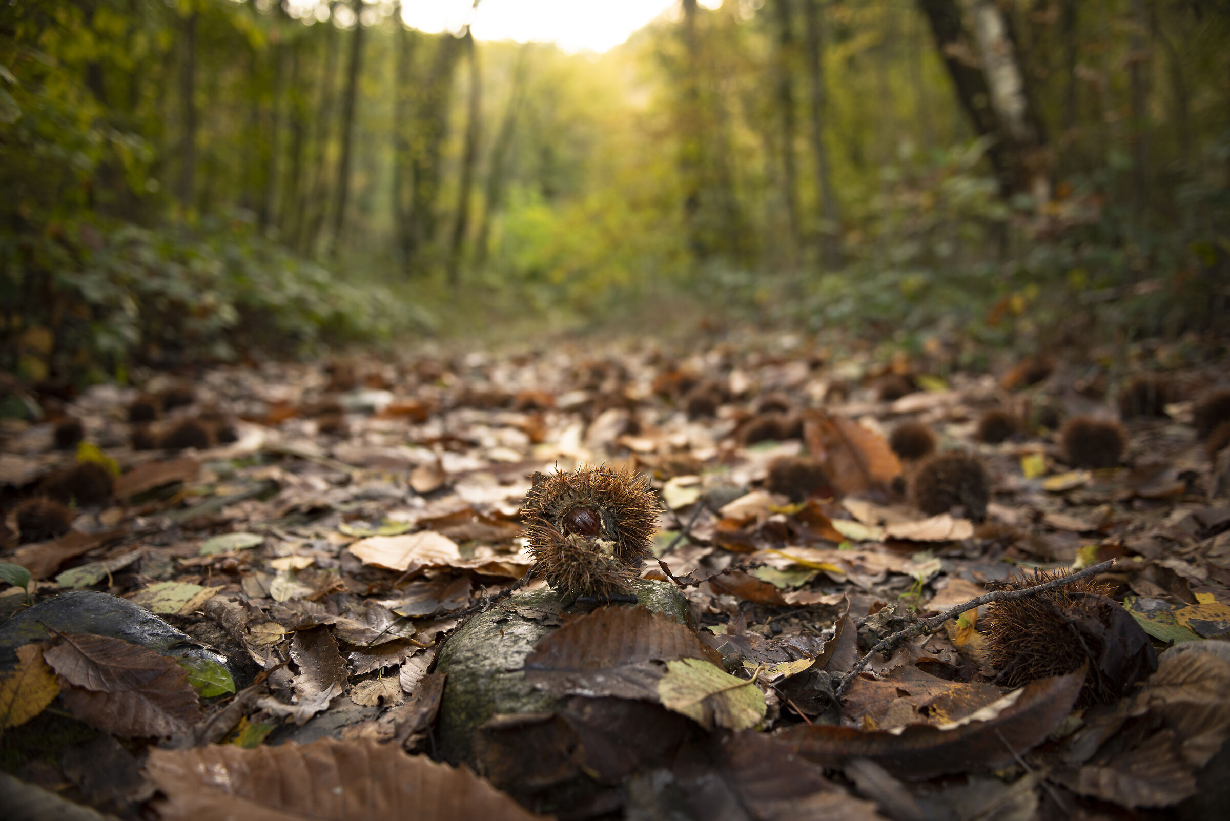 Autunno in Val Sangone
