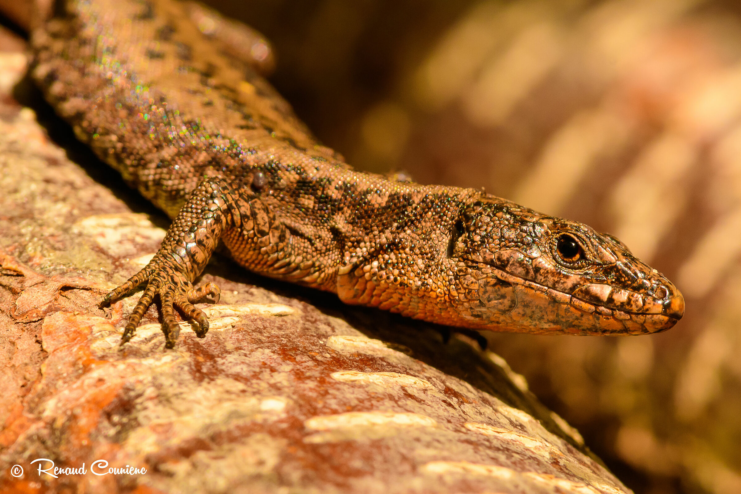 Lézard des murailles