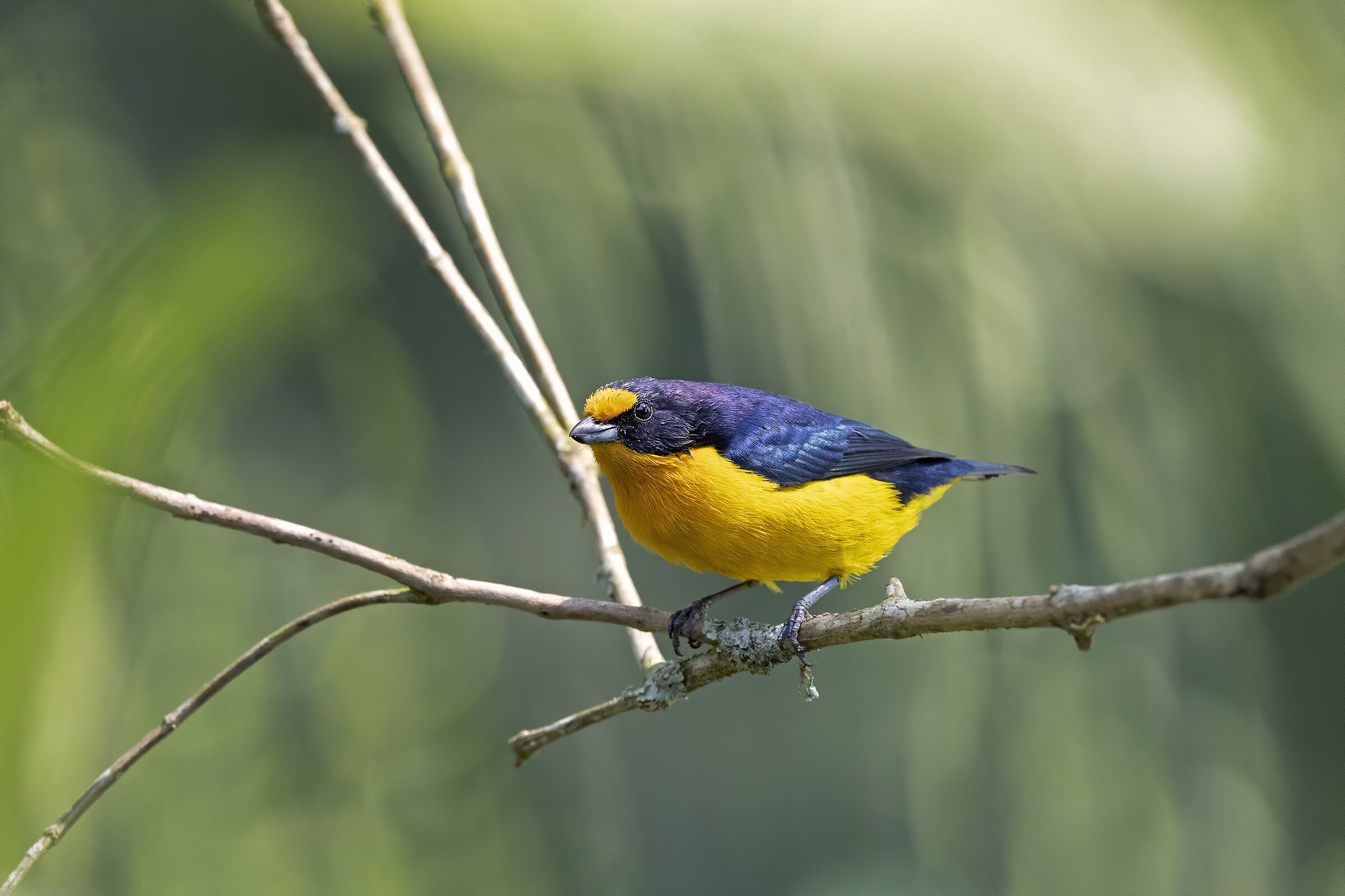 Euphonia violacea