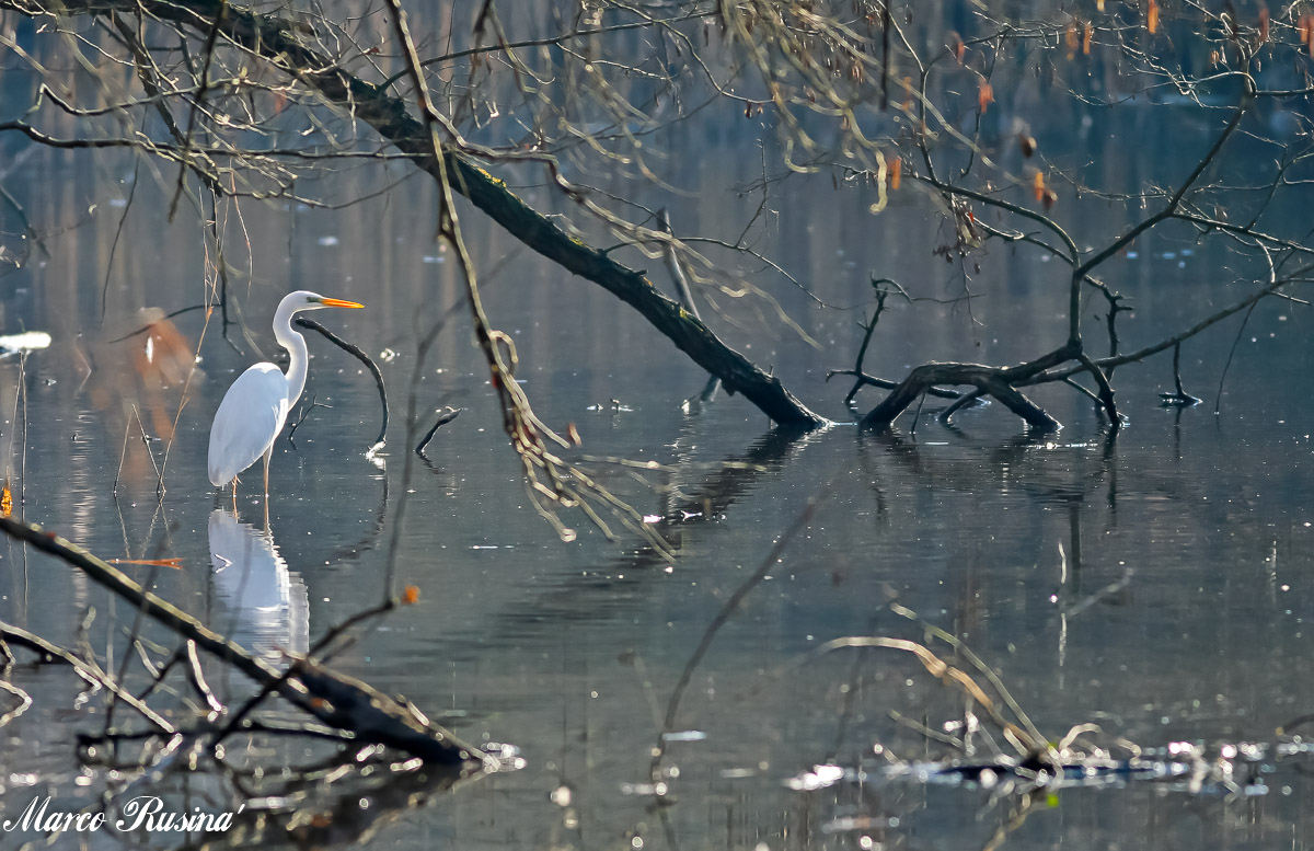 Egretta Alba