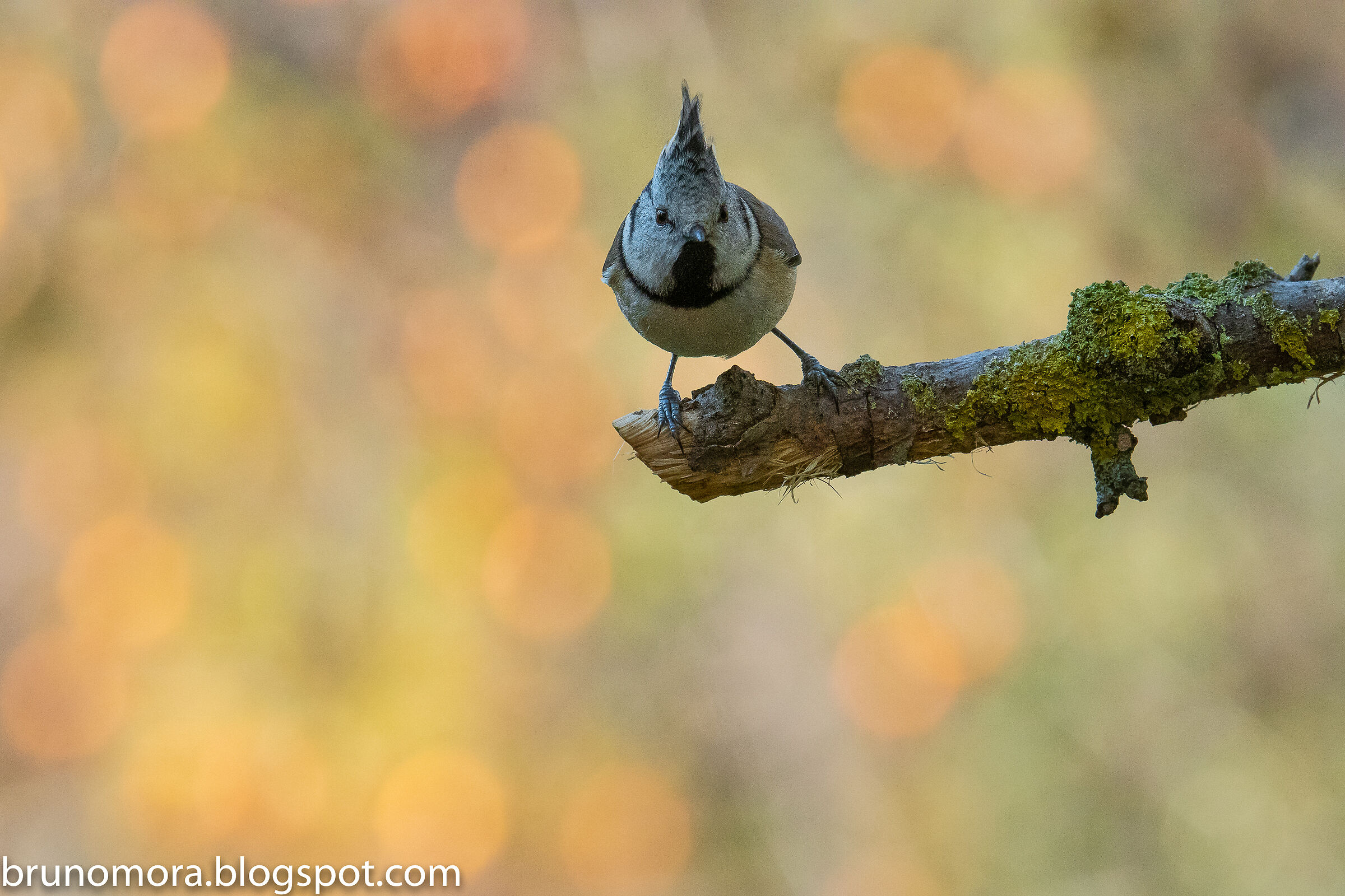 Cincia dal ciuffo e luci autunnali