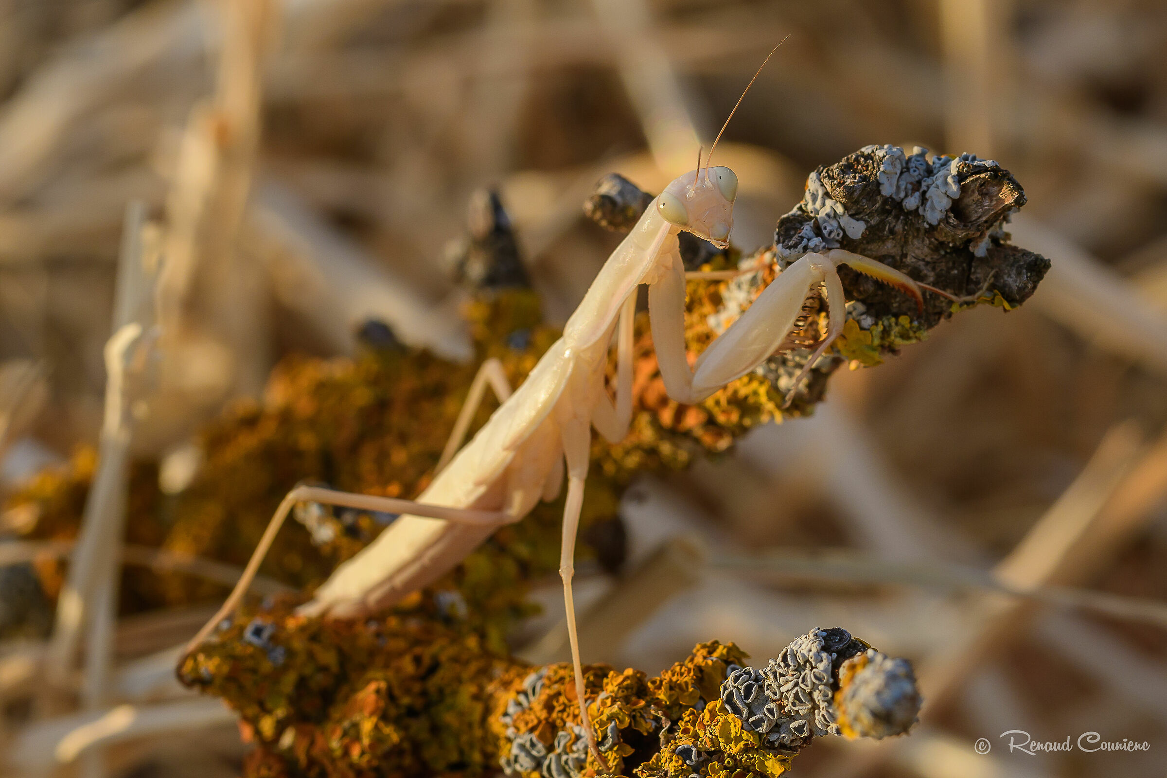Mante religieuse couleur paille