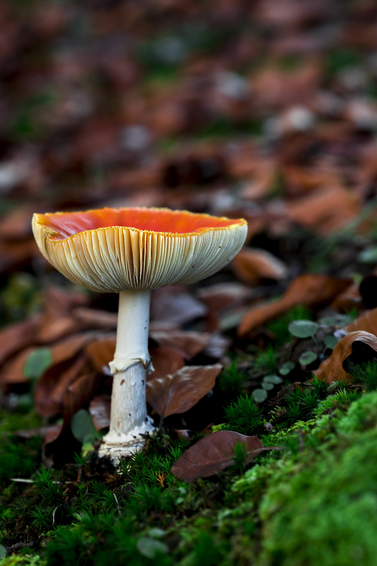 Amanita Muscaria...