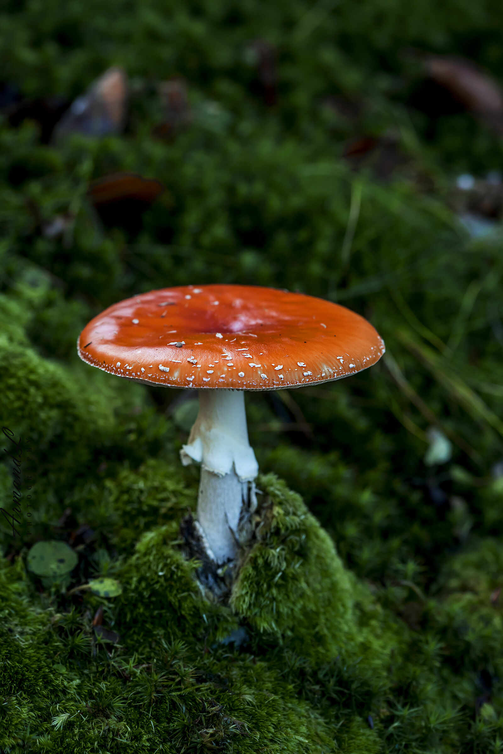 Amanita Muscaria...