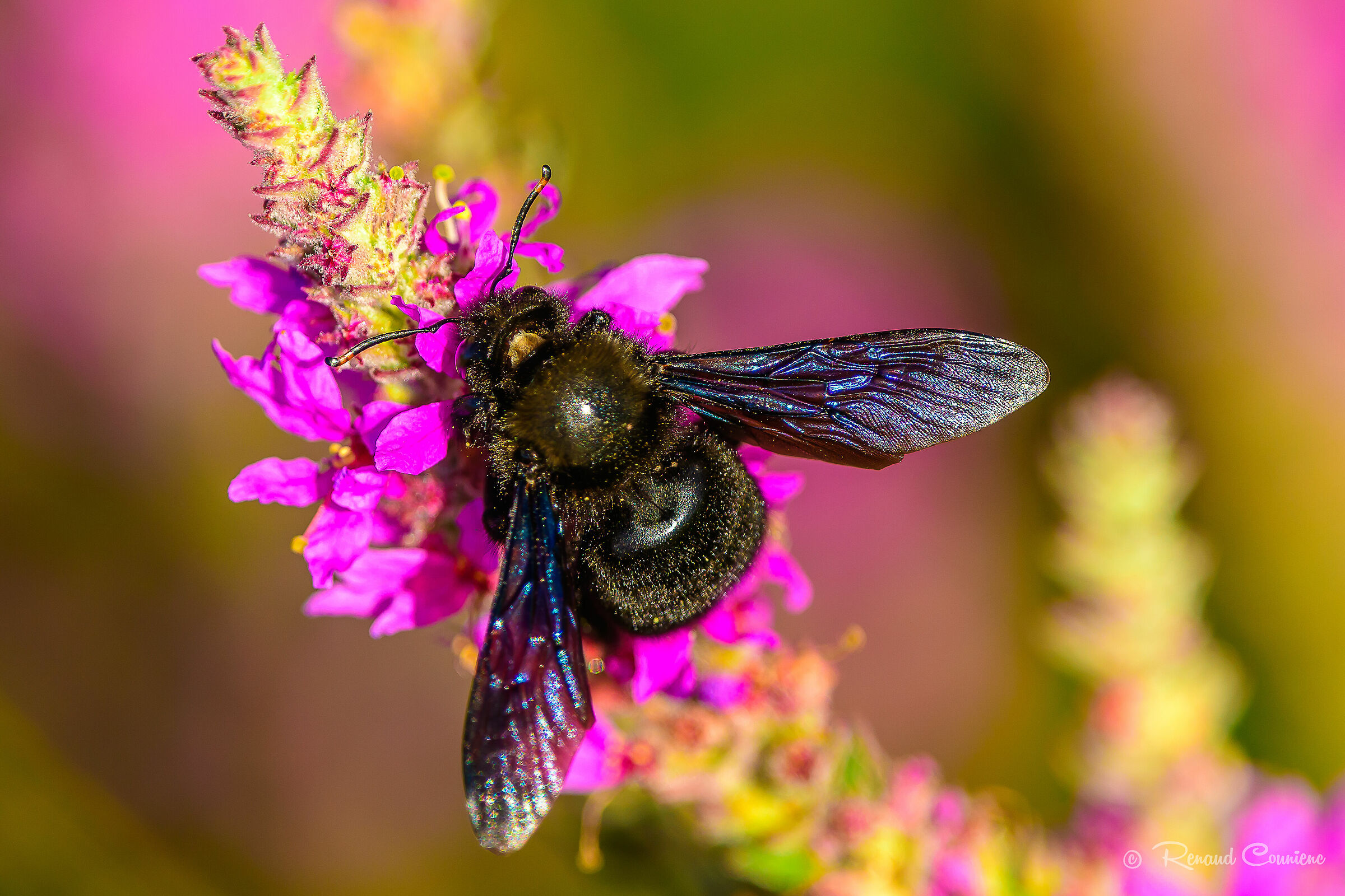 Xylocopa