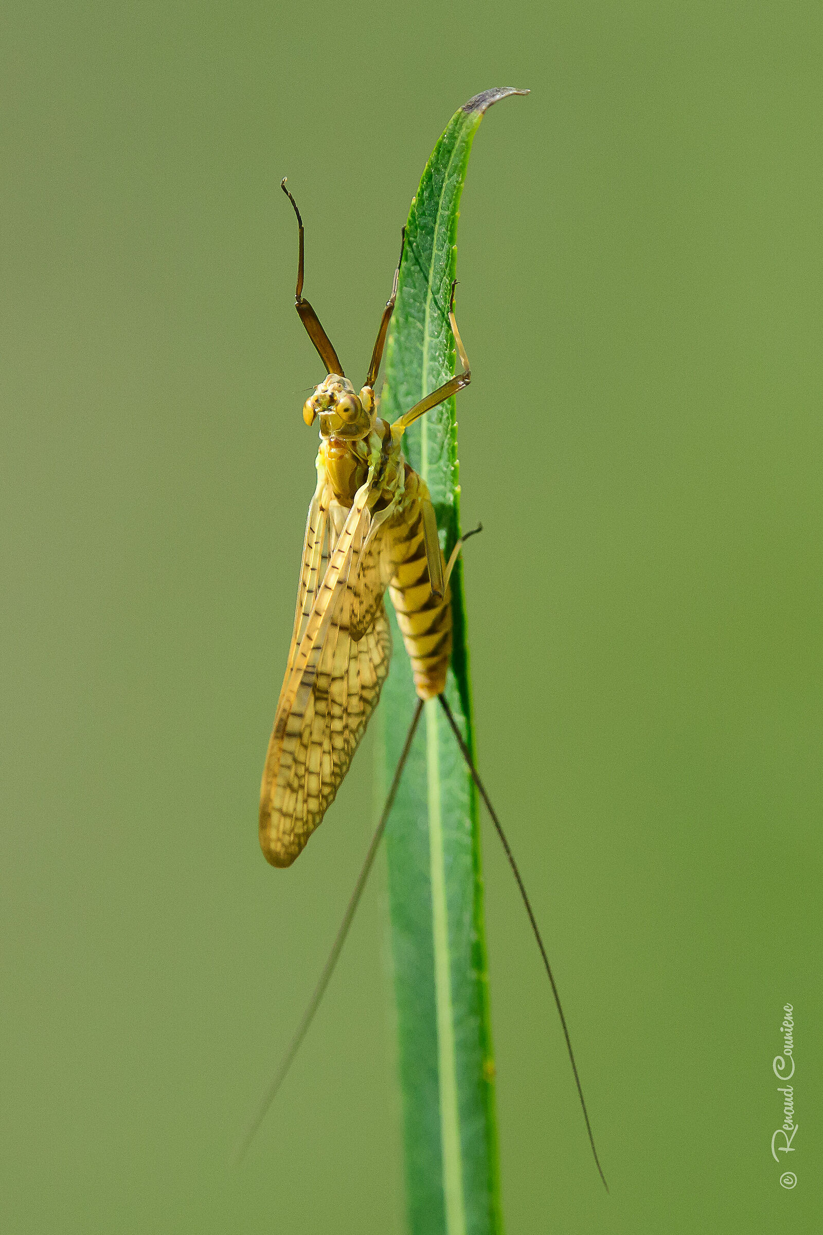 Ephemeroptera